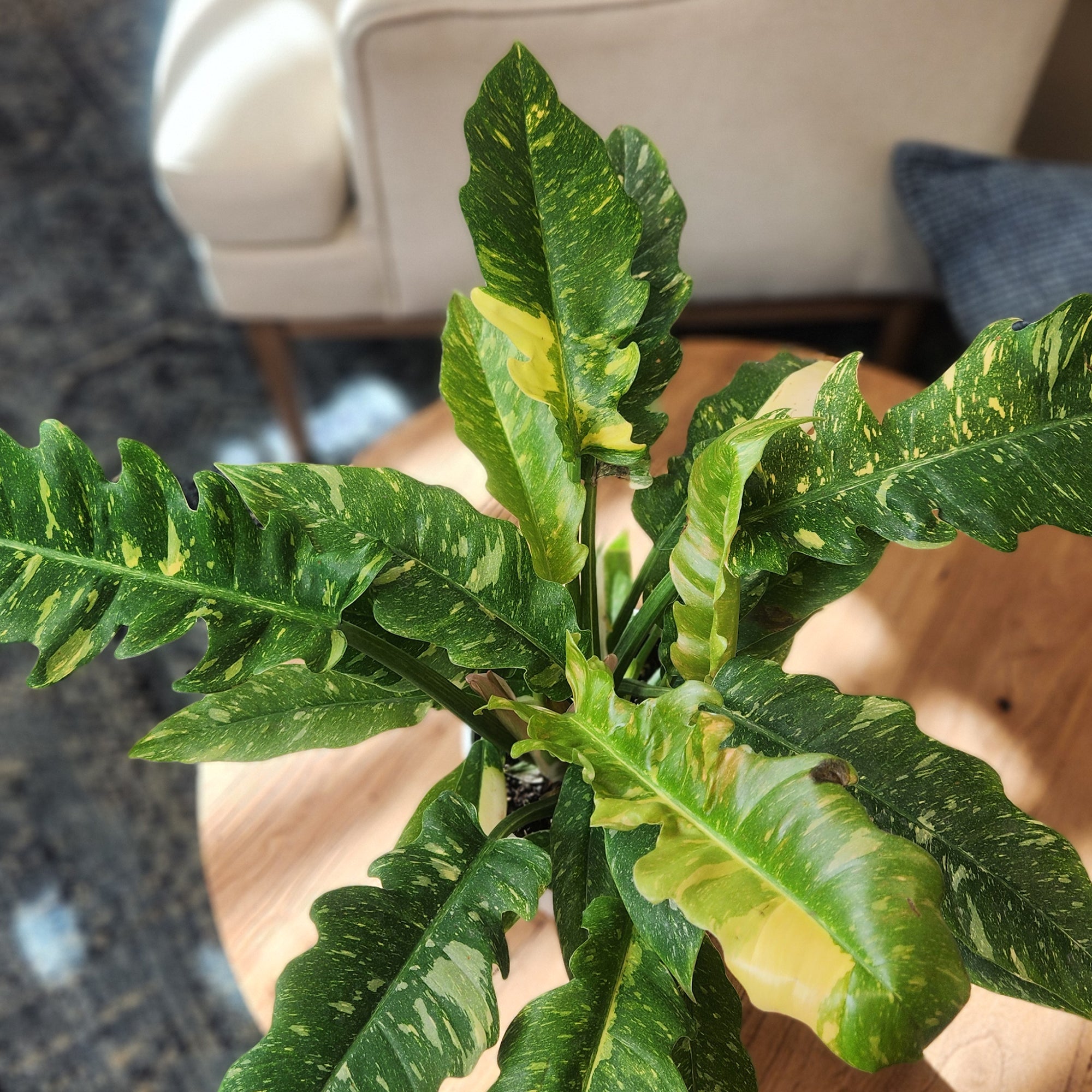 Variegated Philodendron 'Ring of Fire': Unique Philodendrons for Plant Lovers - (6” Pot) – Variegated Plants – Colorful Live Plants - Tropical House Plant - Real Plant for Home & Office