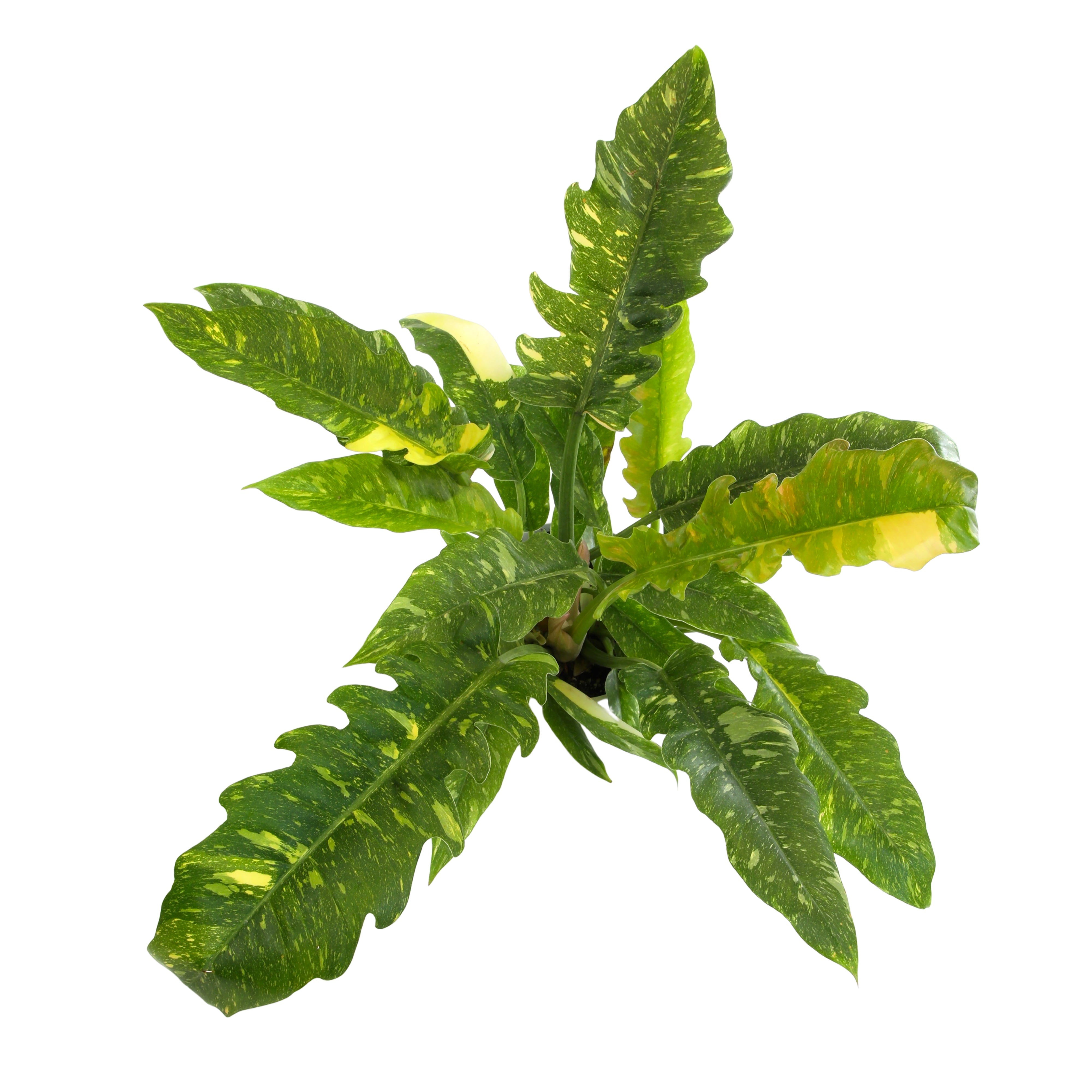 Variegated Philodendron 'Ring of Fire': Unique Philodendrons for Plant Lovers - (6” Pot) – Variegated Plants – Colorful Live Plants - Tropical House Plant - Real Plant for Home & Office