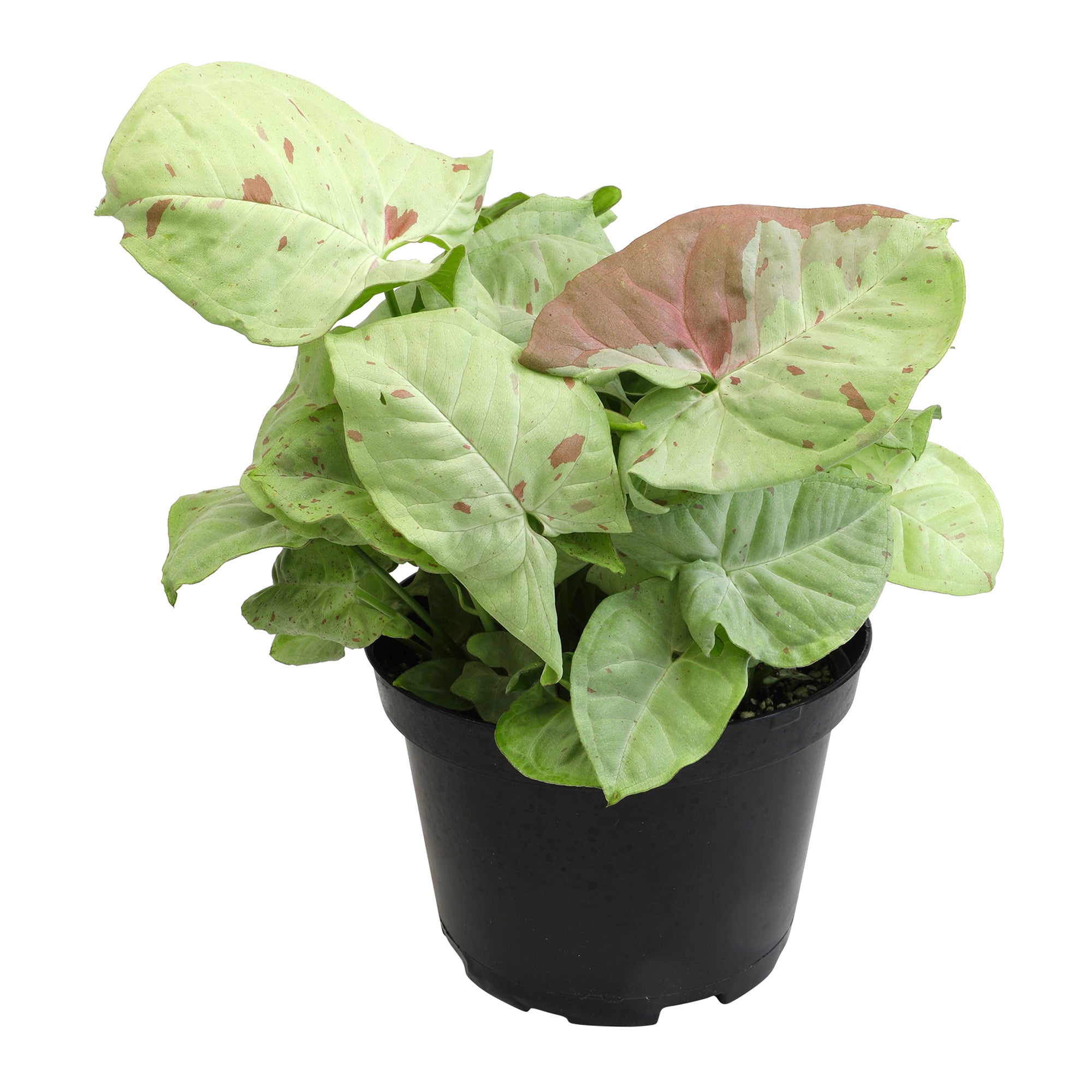 Syngonium Milk Confetti: Variegated Syngonium Arrowhead Plant - (6” Pot) – Easy Plant Care - Live Indoor Plant for Plant Lovers - Low Maintenance House Plant for Home & Office - Unique Plant Lover Gift