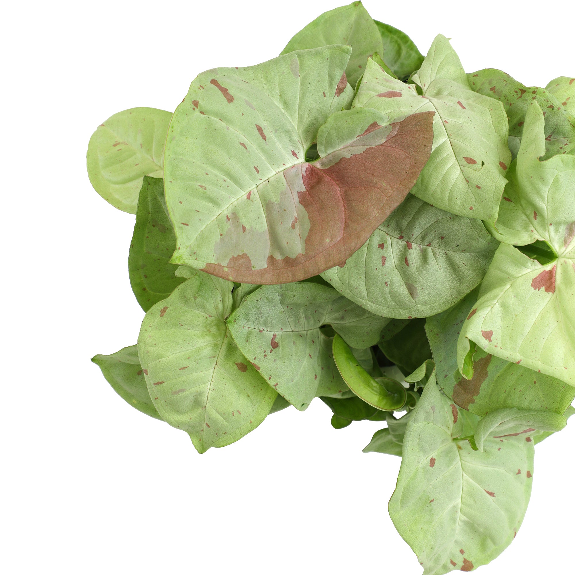 Syngonium Milk Confetti: Variegated Syngonium Arrowhead Plant - (6” Pot) – Easy Plant Care - Live Indoor Plant for Plant Lovers - Low Maintenance House Plant for Home & Office - Unique Plant Lover Gift