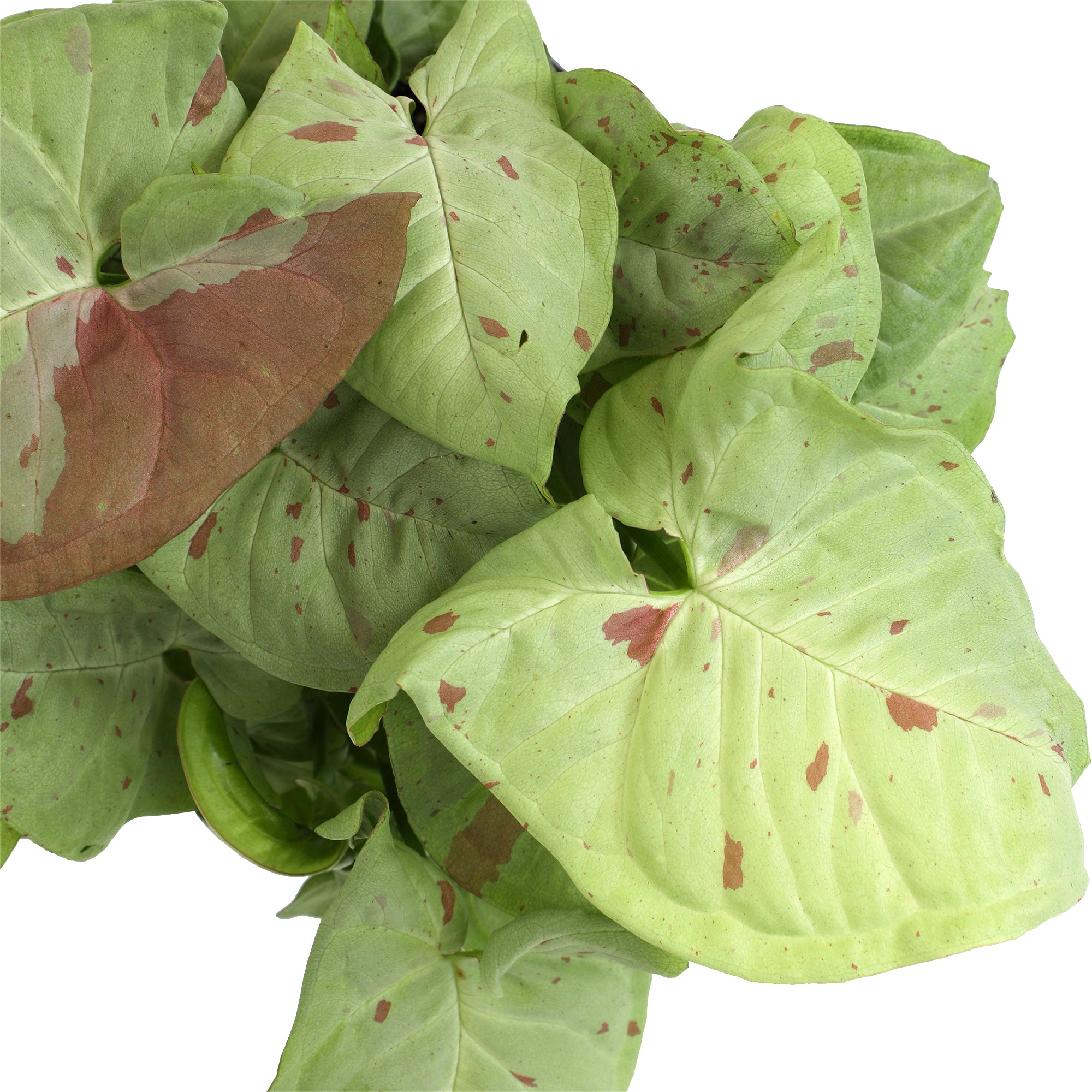 Syngonium Milk Confetti: Variegated Syngonium Arrowhead Plant - (6” Pot) – Easy Plant Care - Live Indoor Plant for Plant Lovers - Low Maintenance House Plant for Home & Office - Unique Plant Lover Gift