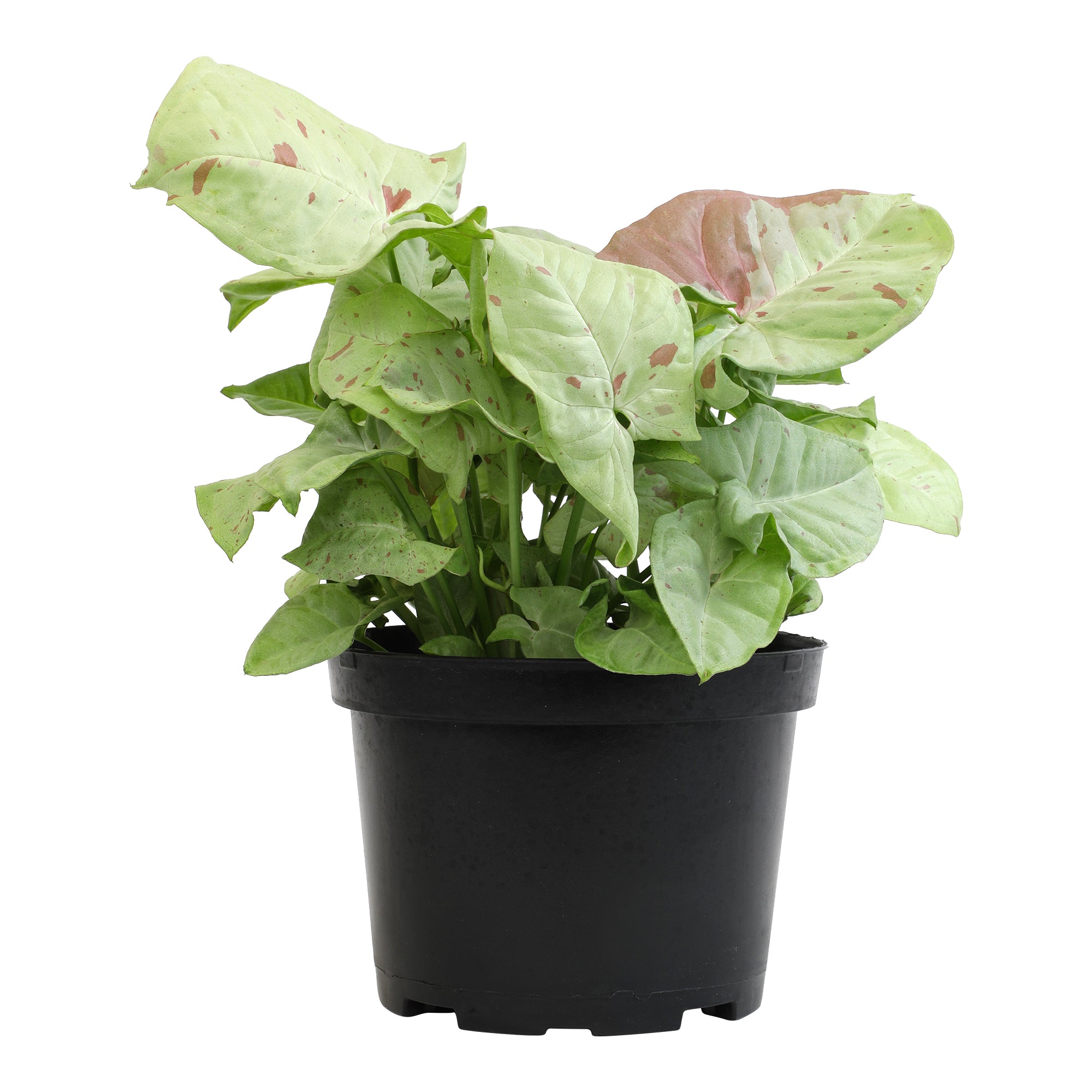 Syngonium Milk Confetti: Variegated Syngonium Arrowhead Plant - (6” Pot) – Easy Plant Care - Live Indoor Plant for Plant Lovers - Low Maintenance House Plant for Home & Office - Unique Plant Lover Gift