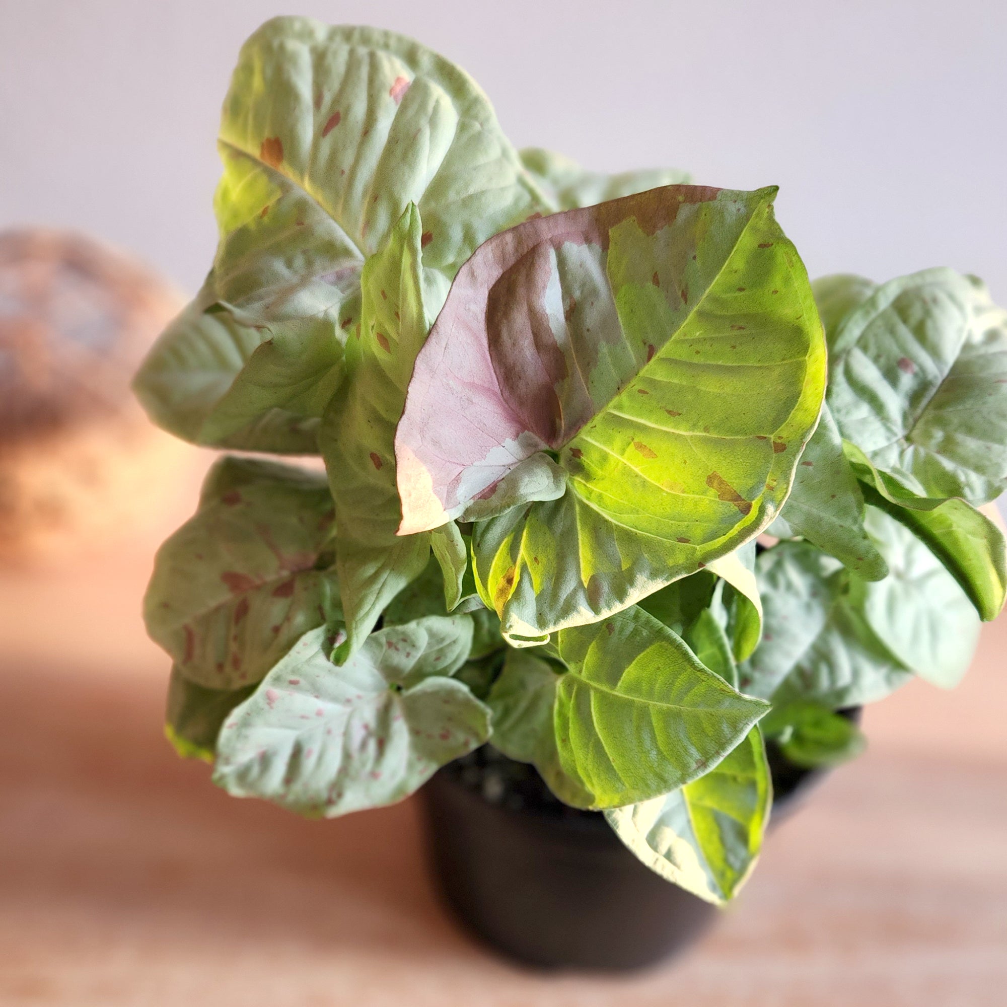 Syngonium Milk Confetti: Variegated Syngonium Arrowhead Plant - (6” Pot) – Easy Plant Care - Live Indoor Plant for Plant Lovers - Low Maintenance House Plant for Home & Office - Unique Plant Lover Gift