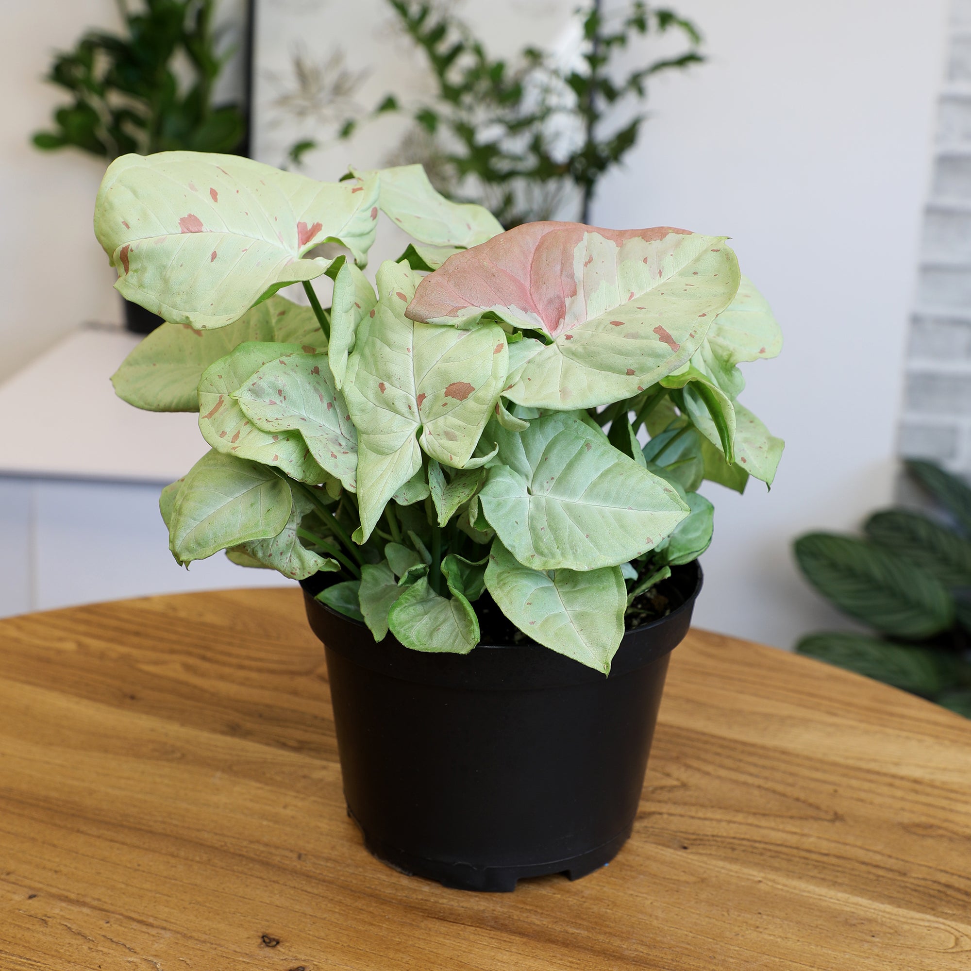 Syngonium Milk Confetti: Variegated Syngonium Arrowhead Plant - (6” Pot) – Easy Plant Care - Live Indoor Plant for Plant Lovers - Low Maintenance House Plant for Home & Office - Unique Plant Lover Gift