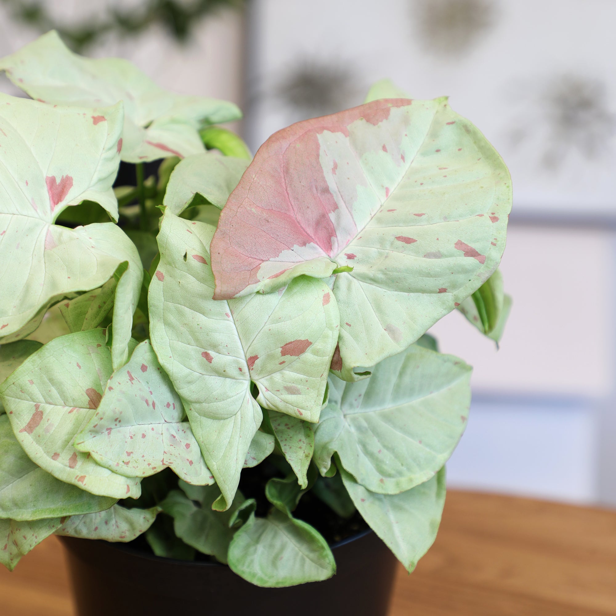 Syngonium Milk Confetti: Variegated Syngonium Arrowhead Plant - (6” Pot) – Easy Plant Care - Live Indoor Plant for Plant Lovers - Low Maintenance House Plant for Home & Office - Unique Plant Lover Gift