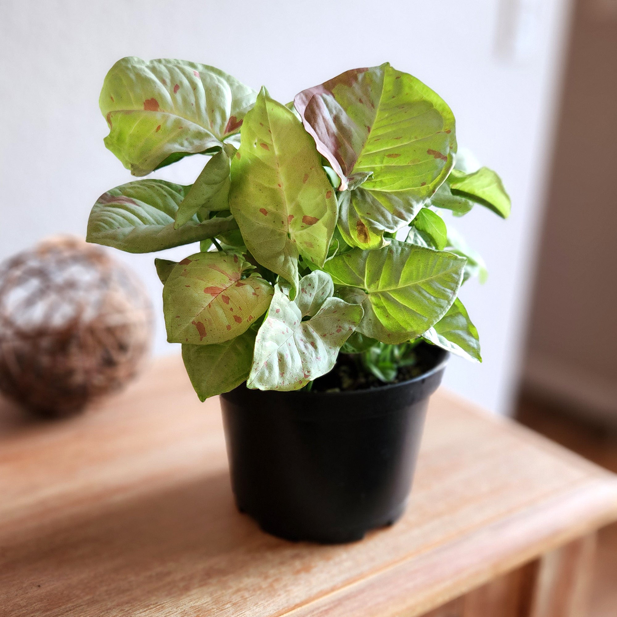 Syngonium Milk Confetti: Variegated Syngonium Arrowhead Plant - (6” Pot) – Easy Plant Care - Live Indoor Plant for Plant Lovers - Low Maintenance House Plant for Home & Office - Unique Plant Lover Gift