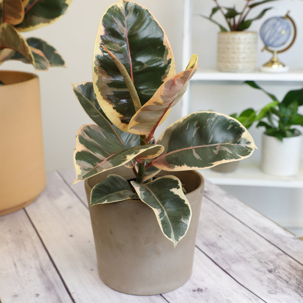 Live Variegated Ficus Elastica Tineke for Home and Office Decor