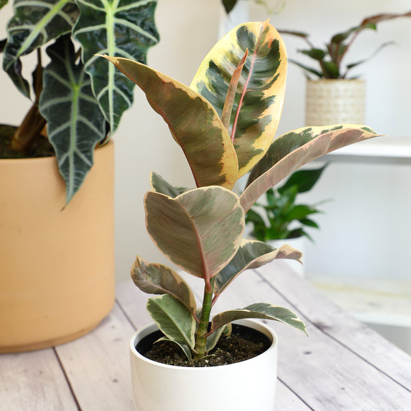 ficus elastica tineke 60cm house plants delivered Variegated Ficus Tineke: Live Indoor Plant for Plant Lovers - Ficus El – Altman Plants