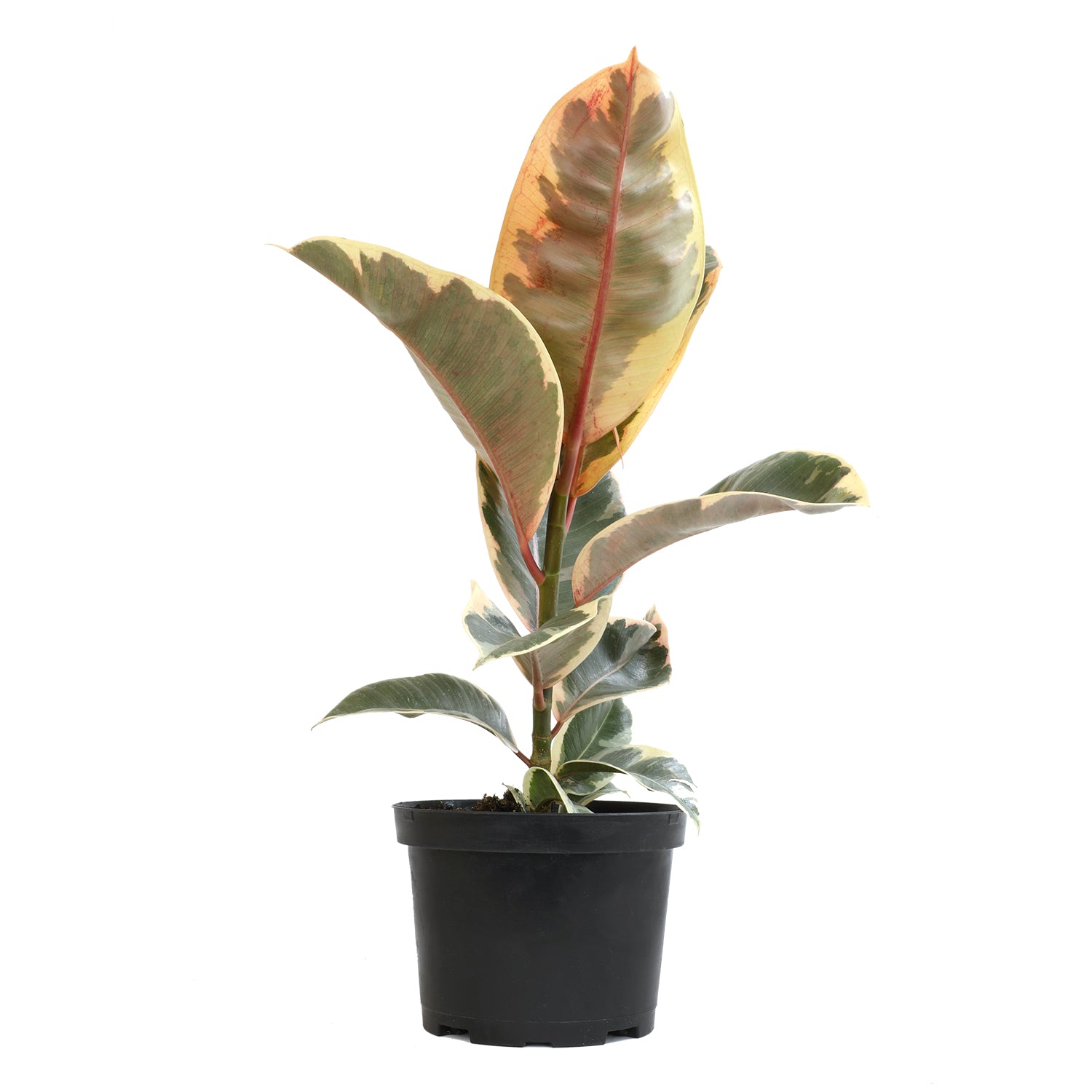 Variegated Ficus Tineke: Live Indoor Plant for Plant Lovers - Ficus Elastica - (6” Pot) – Easy Plant Care – Ficus Tree - Low Maintenance House Plant for Home & Office - Unique Plant Lover Gift