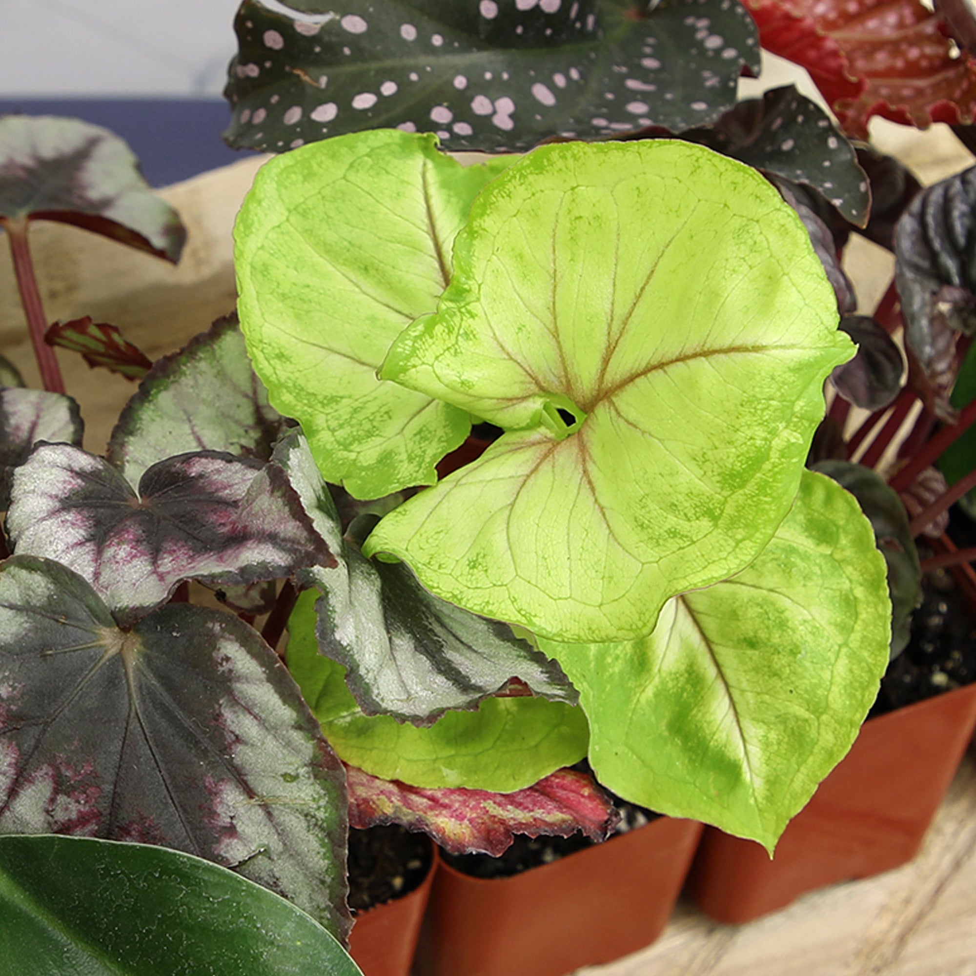 Popular Houseplant 12-pack: Easy Plant Variety Pack – Cute & Unique Plants - (2” Pots) – Live Indoor Plants for Home & Office – Includes Variegated Varieties