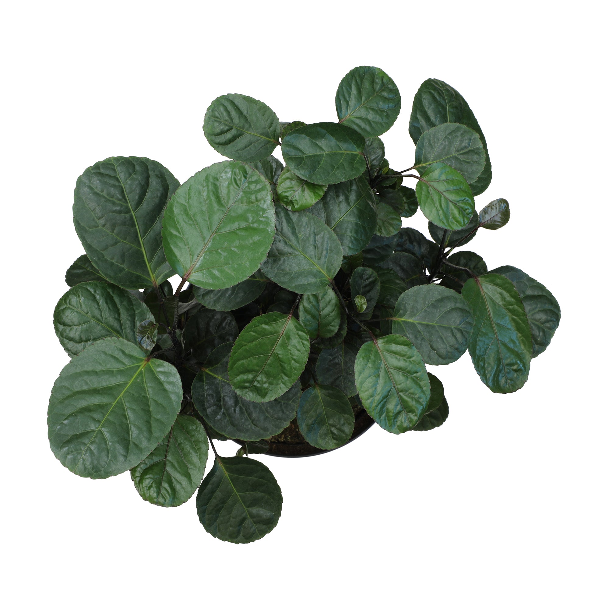 Aralia Fabian Stump Plant: Rare & Unique Aralias for Plant Lovers - (8” Pot) – Easy Plant Care – Live Plants & Indoor Trees - Low Maintenance House Plant - Real Plant for Home & Office