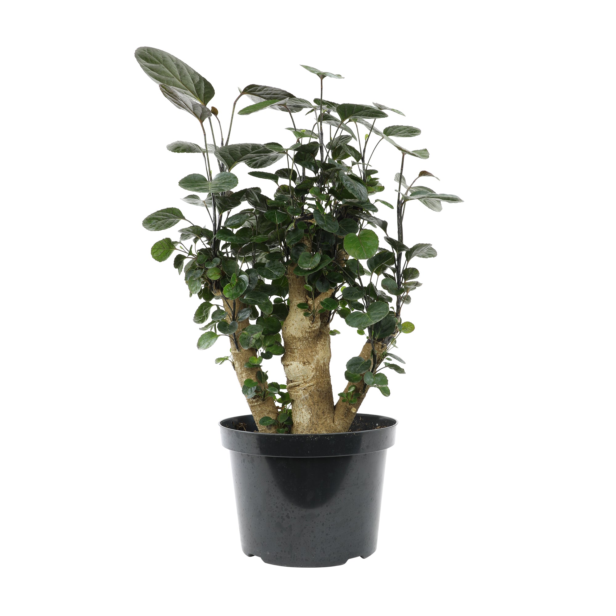 Aralia Fabian Stump Plant: Rare & Unique Aralias for Plant Lovers - (8” Pot) – Easy Plant Care – Live Plants & Indoor Trees - Low Maintenance House Plant - Real Plant for Home & Office