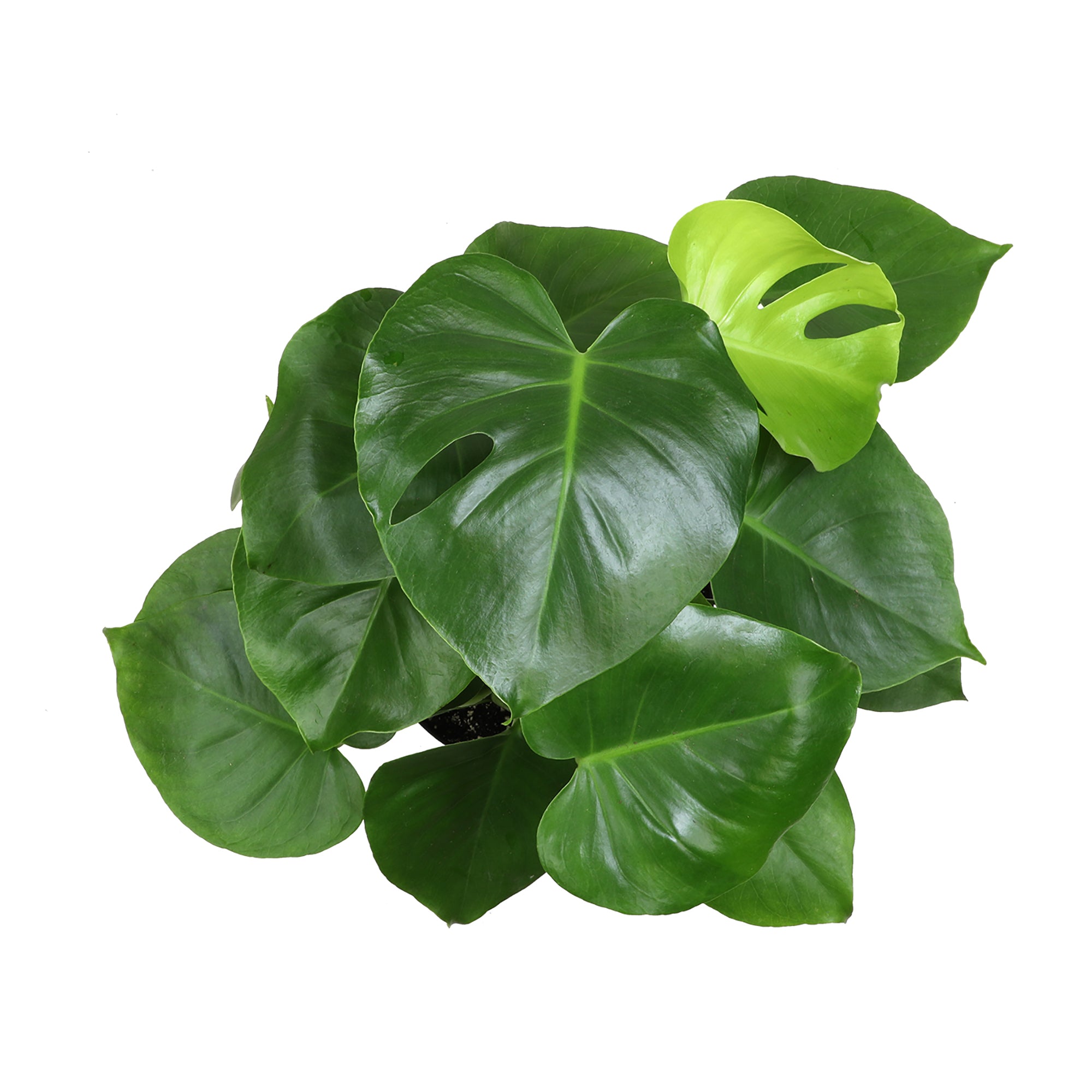 Monstera Deliciosa: Popular Live Plant - (6” Pot) – Easy Plant Care - Low Maintenance House Plant for Home - Tropical Indoor House Plants for Plant Lovers