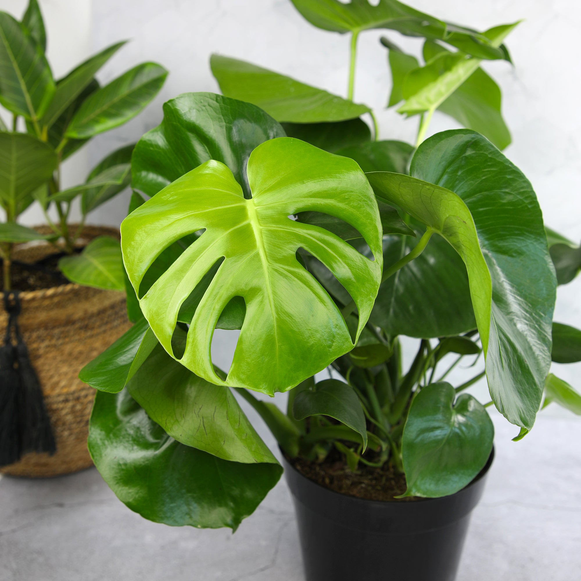 Monstera Deliciosa: Popular Live Plant - (6” Pot) – Easy Plant Care - Low Maintenance House Plant for Home - Tropical Indoor House Plants for Plant Lovers