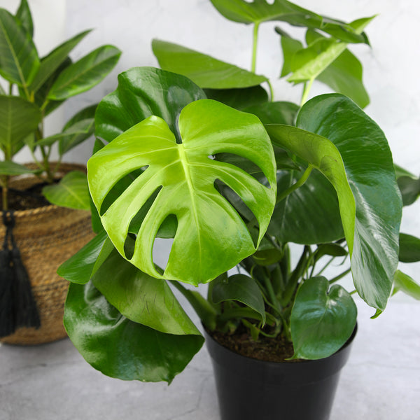 Monstera Deliciosa: Popular Live Plant - (6” Pot) – Easy Plant Care - –  Altman Plants