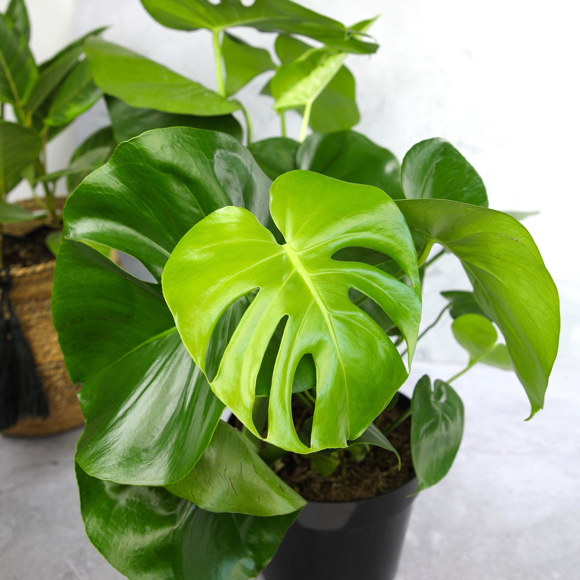 Monstera Deliciosa: Popular Live Plant - (6” Pot) – Easy Plant Care - Low Maintenance House Plant for Home - Tropical Indoor House Plants for Plant Lovers