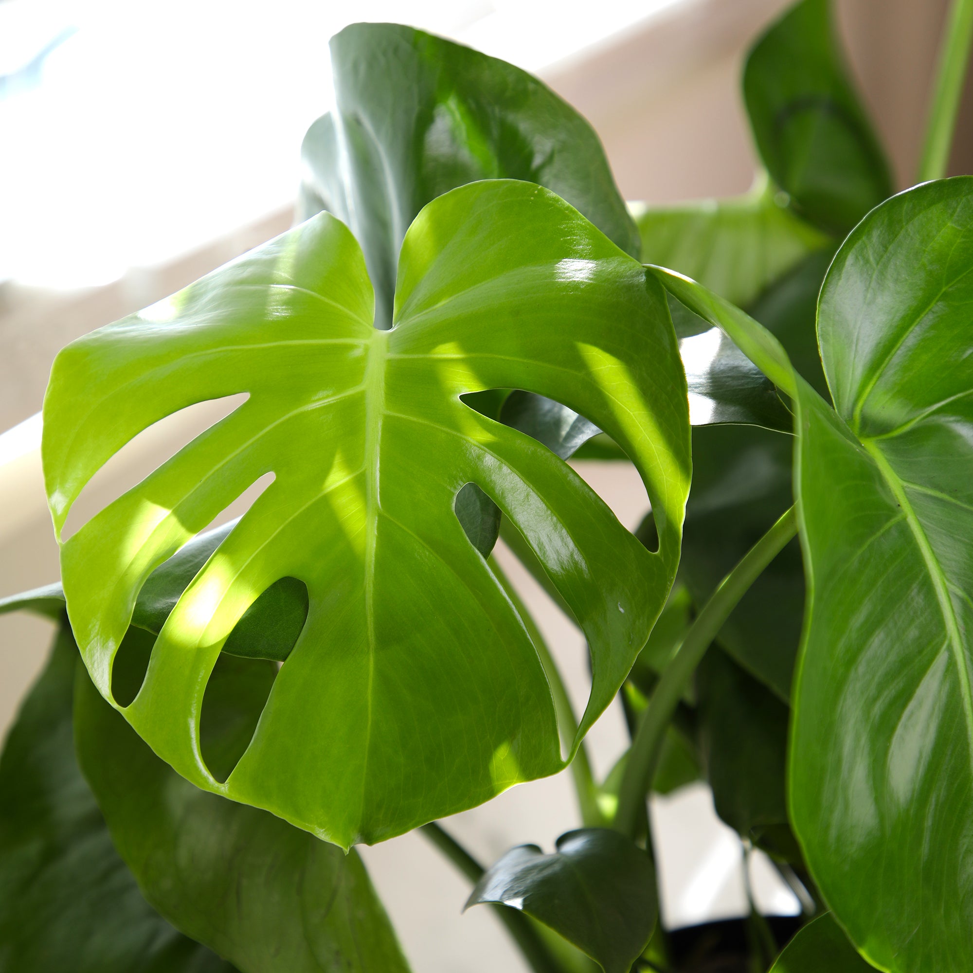 Monstera Deliciosa: Popular Live Plant - (6” Pot) – Easy Plant Care - Low Maintenance House Plant for Home - Tropical Indoor House Plants for Plant Lovers