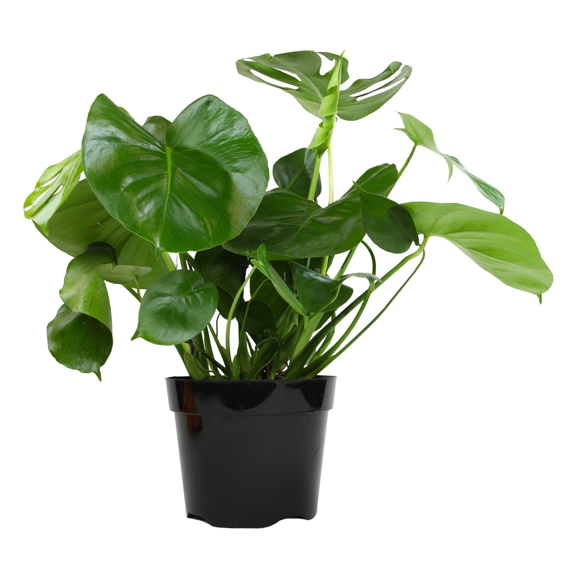 Monstera Deliciosa: Popular Live Plant - (6” Pot) – Easy Plant Care - Low Maintenance House Plant for Home - Tropical Indoor House Plants for Plant Lovers