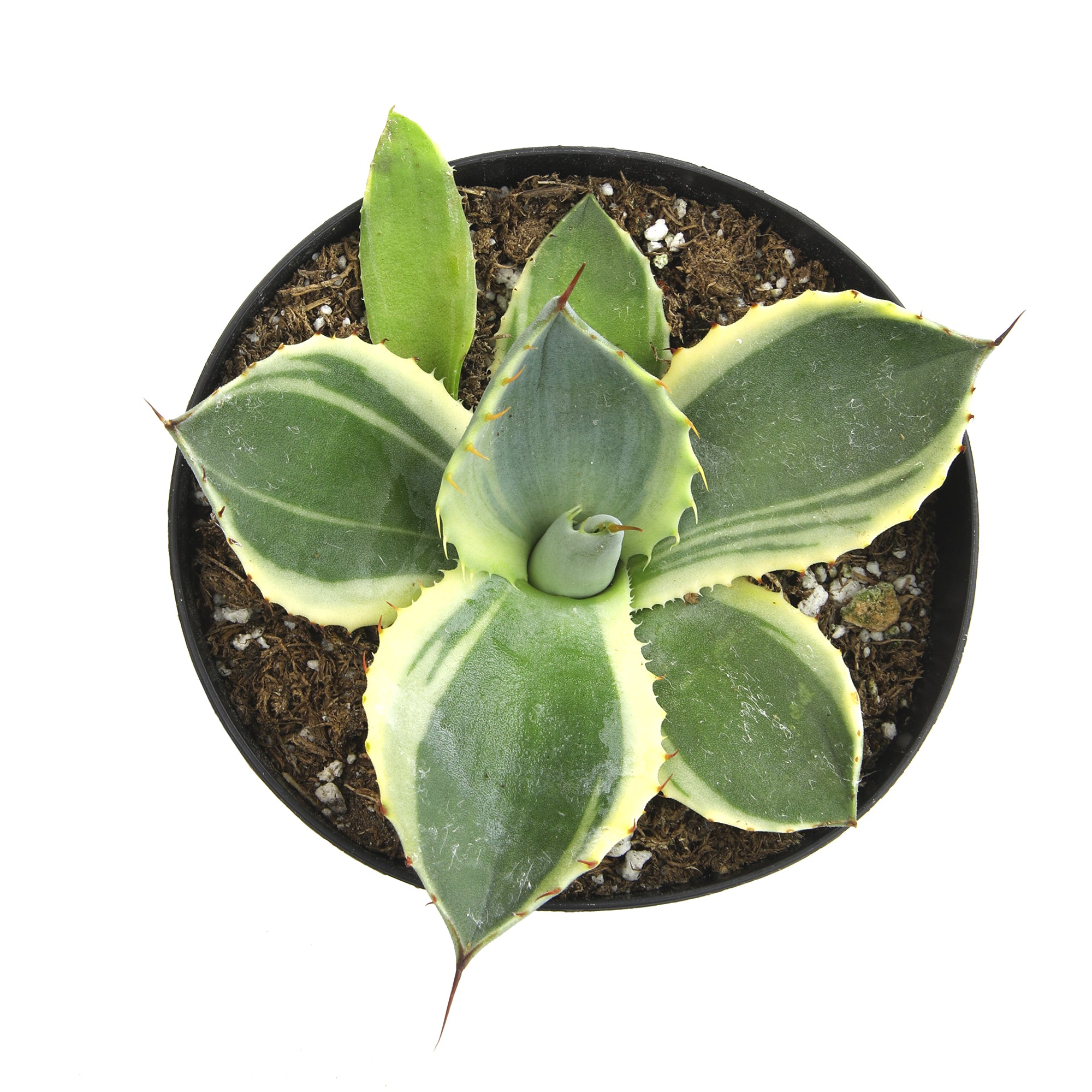 Rare Agave Parryi Truncata ‘Orizaba’: Blue Agave Rosette Succulent Plant – Artichoke Agave – Unique Plants & Rare Succulents – (3.5” Pot) – Grows Up To 2ft Tall – Premium Hybrid Succulent