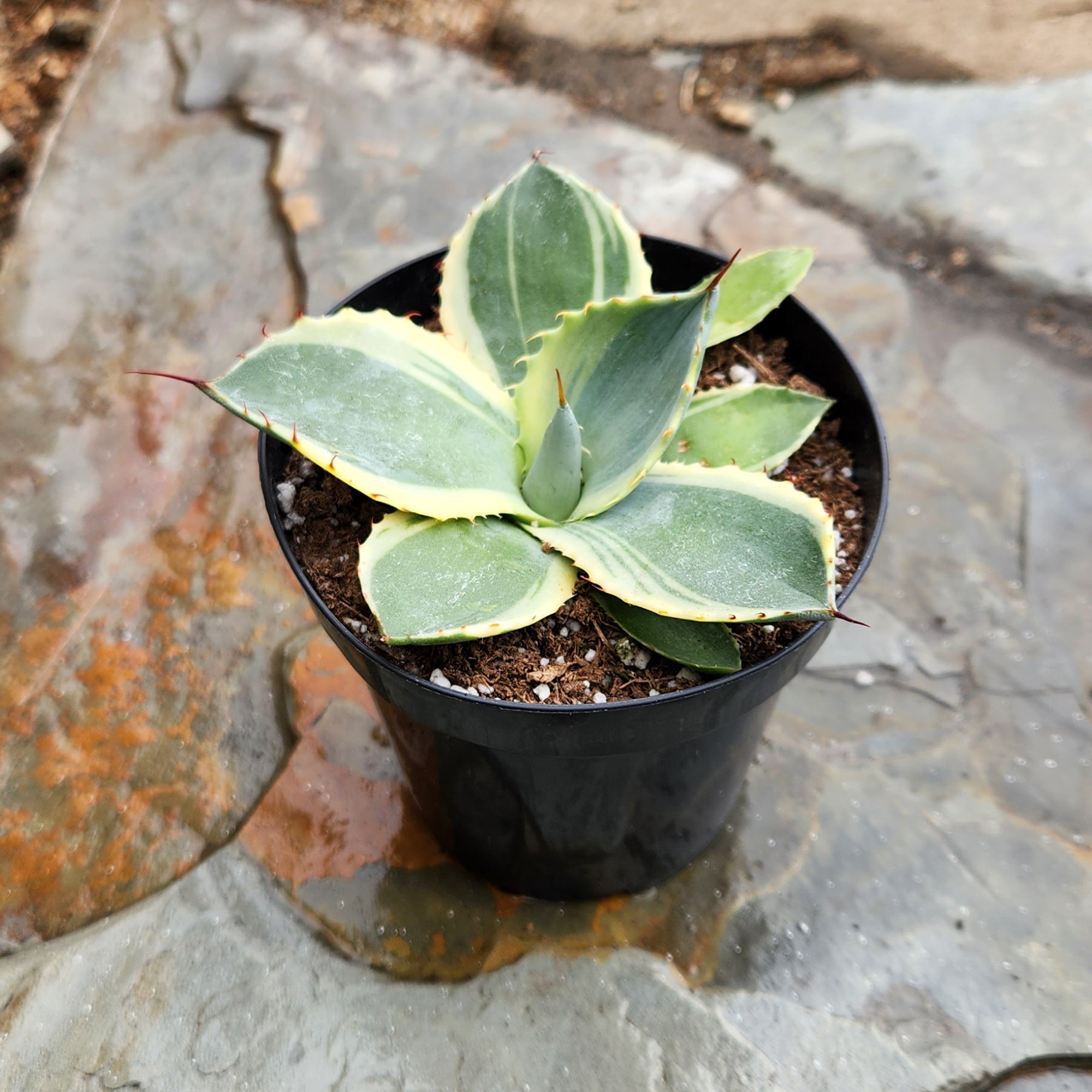 Rare Agave Parryi Truncata ‘Orizaba’: Blue Agave Rosette Succulent Plant – Artichoke Agave – Unique Plants & Rare Succulents – (3.5” Pot) – Grows Up To 2ft Tall – Premium Hybrid Succulent