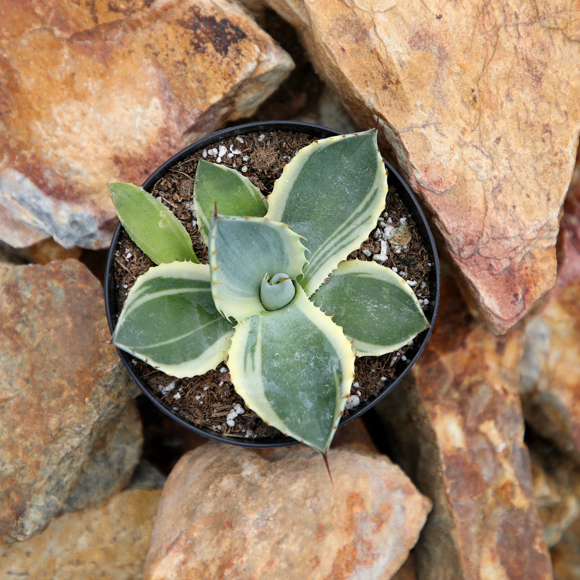 Rare Agave Parryi Truncata ‘Orizaba’: Blue Agave Rosette Succulent Plant – Artichoke Agave – Unique Plants & Rare Succulents – (3.5” Pot) – Grows Up To 2ft Tall – Premium Hybrid Succulent