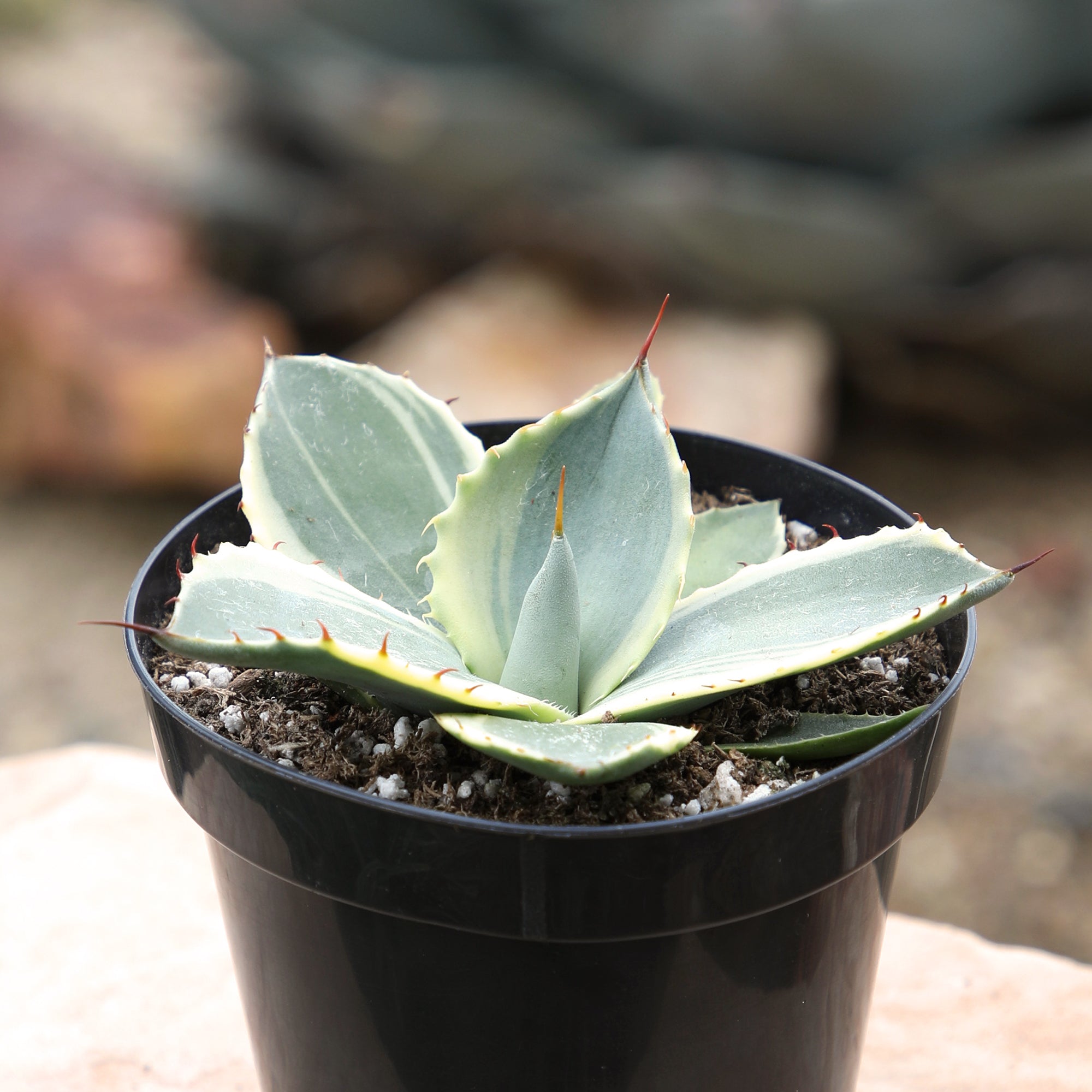 Rare Agave Parryi Truncata ‘Orizaba’: Blue Agave Rosette Succulent Plant – Artichoke Agave – Unique Plants & Rare Succulents – (3.5” Pot) – Grows Up To 2ft Tall – Premium Hybrid Succulent