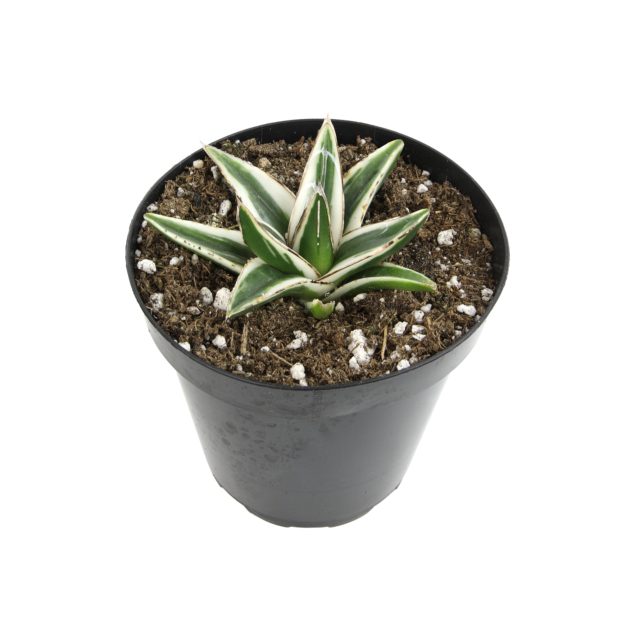Rare White Rhino Agave: Unique Agave Succulent – Rare Plants & Rare Succulents – (3.5” Pot) – Grows Up To 1ft Tall – Premium Succulents – Queen Victoria Succulent Agave Hybrid – Rare Plant