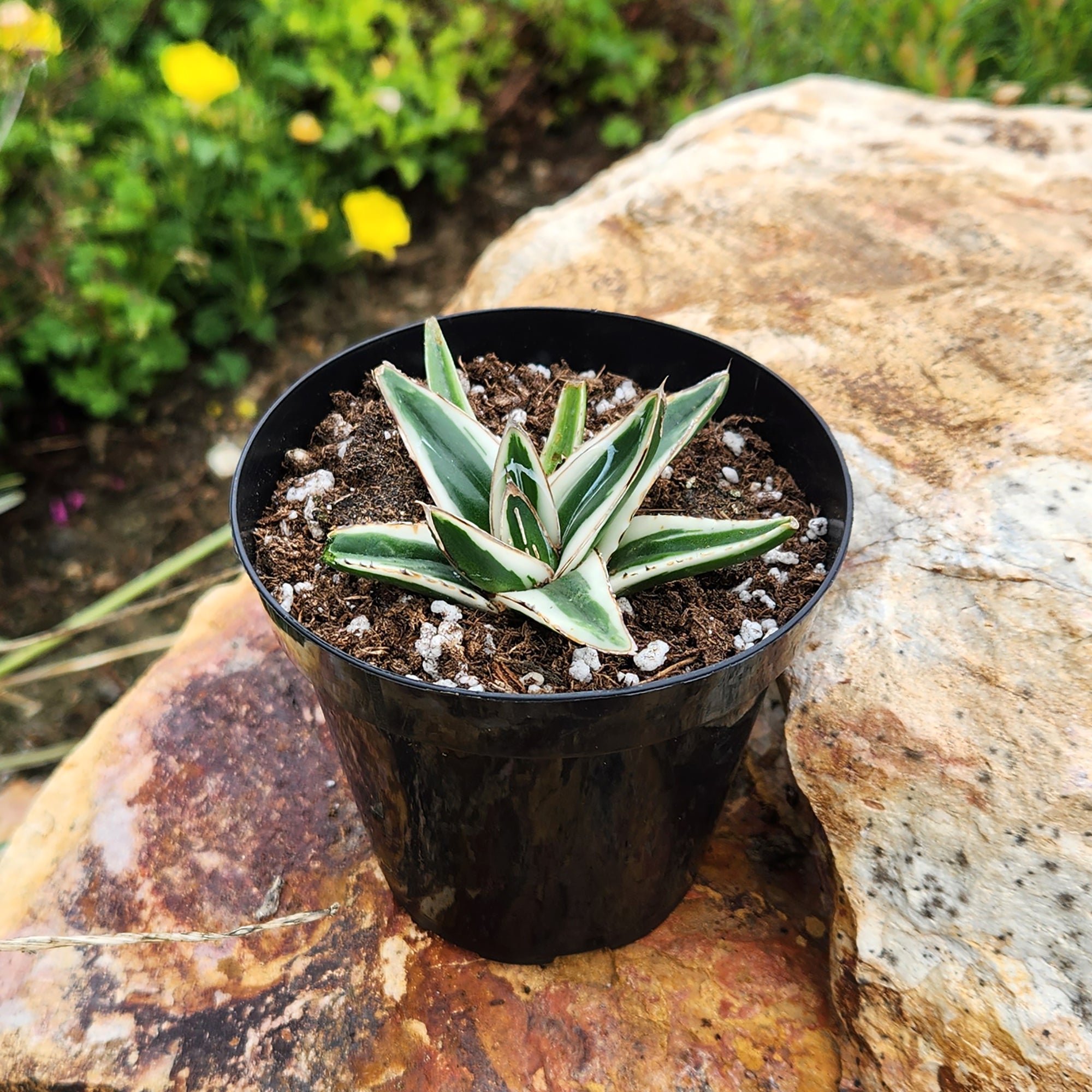 Rare White Rhino Agave: Unique Agave Succulent – Rare Plants & Rare Succulents – (3.5” Pot) – Grows Up To 1ft Tall – Premium Succulents – Queen Victoria Succulent Agave Hybrid – Rare Plant