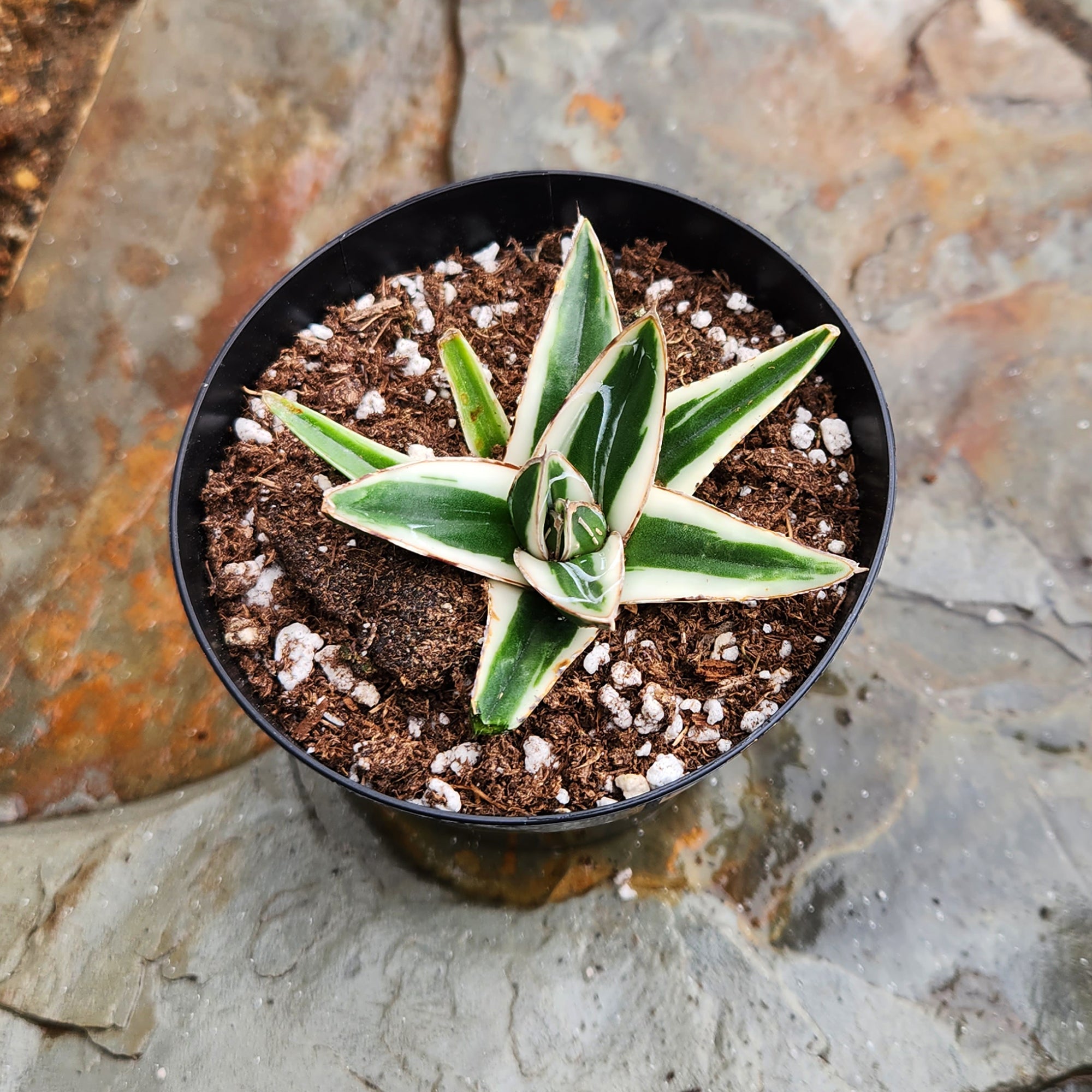Rare White Rhino Agave: Unique Agave Succulent – Rare Plants & Rare Succulents – (3.5” Pot) – Grows Up To 1ft Tall – Premium Succulents – Queen Victoria Succulent Agave Hybrid – Rare Plant