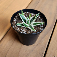 Rare White Rhino Agave: Unique Agave Succulent – Rare Plants & Rare Succulents – (3.5” Pot) – Grows Up To 1ft Tall – Premium Succulents – Queen Victoria Succulent Agave Hybrid – Rare Plant