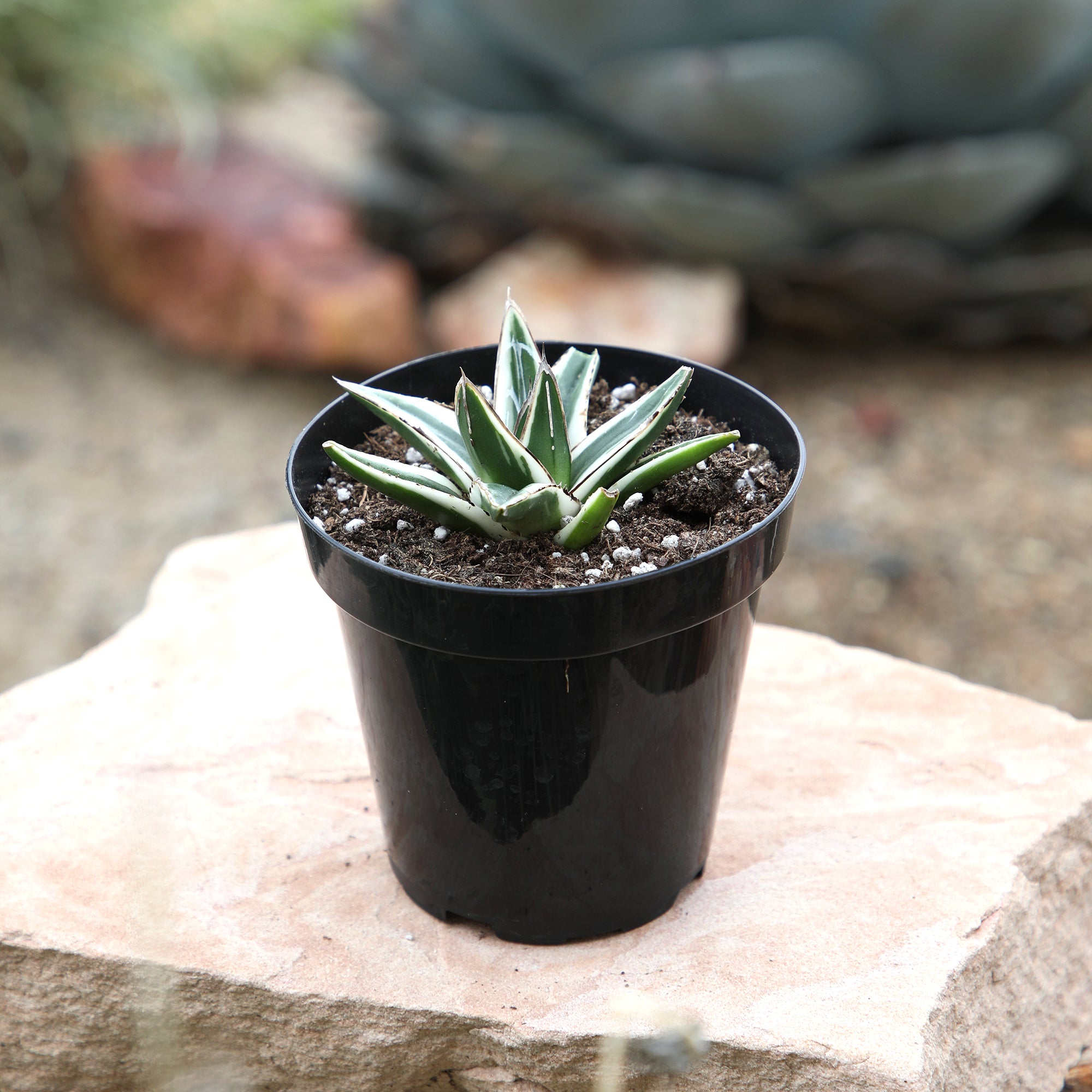 Rare White Rhino Agave: Unique Agave Succulent – Rare Plants & Rare Succulents – (3.5” Pot) – Grows Up To 1ft Tall – Premium Succulents – Queen Victoria Succulent Agave Hybrid – Rare Plant