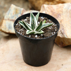Rare White Rhino Agave: Unique Agave Succulent – Rare Plants & Rare Succulents – (3.5” Pot) – Grows Up To 1ft Tall – Premium Succulents – Queen Victoria Succulent Agave Hybrid – Rare Plant