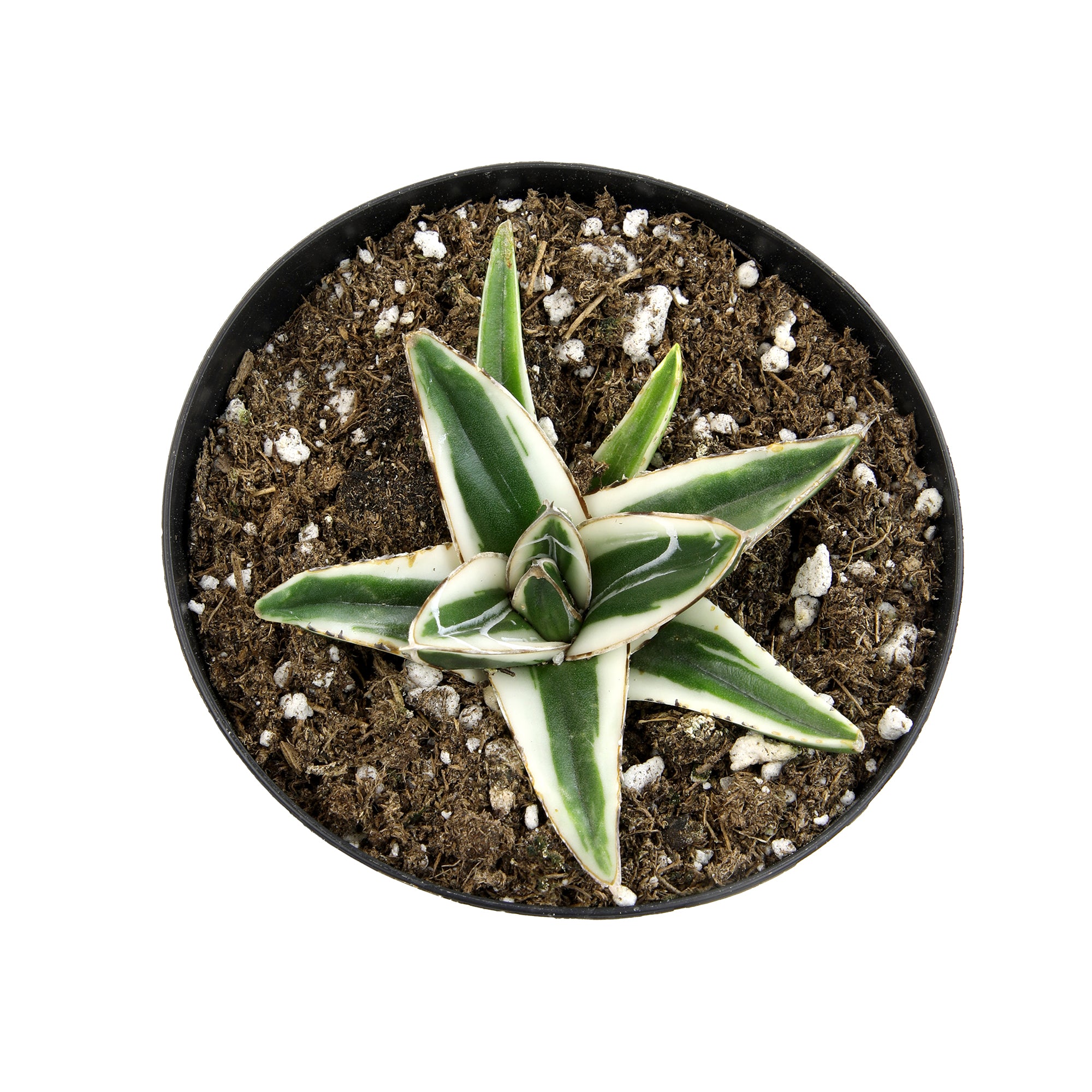 Rare White Rhino Agave: Unique Agave Succulent – Rare Plants & Rare Succulents – (3.5” Pot) – Grows Up To 1ft Tall – Premium Succulents – Queen Victoria Succulent Agave Hybrid – Rare Plant