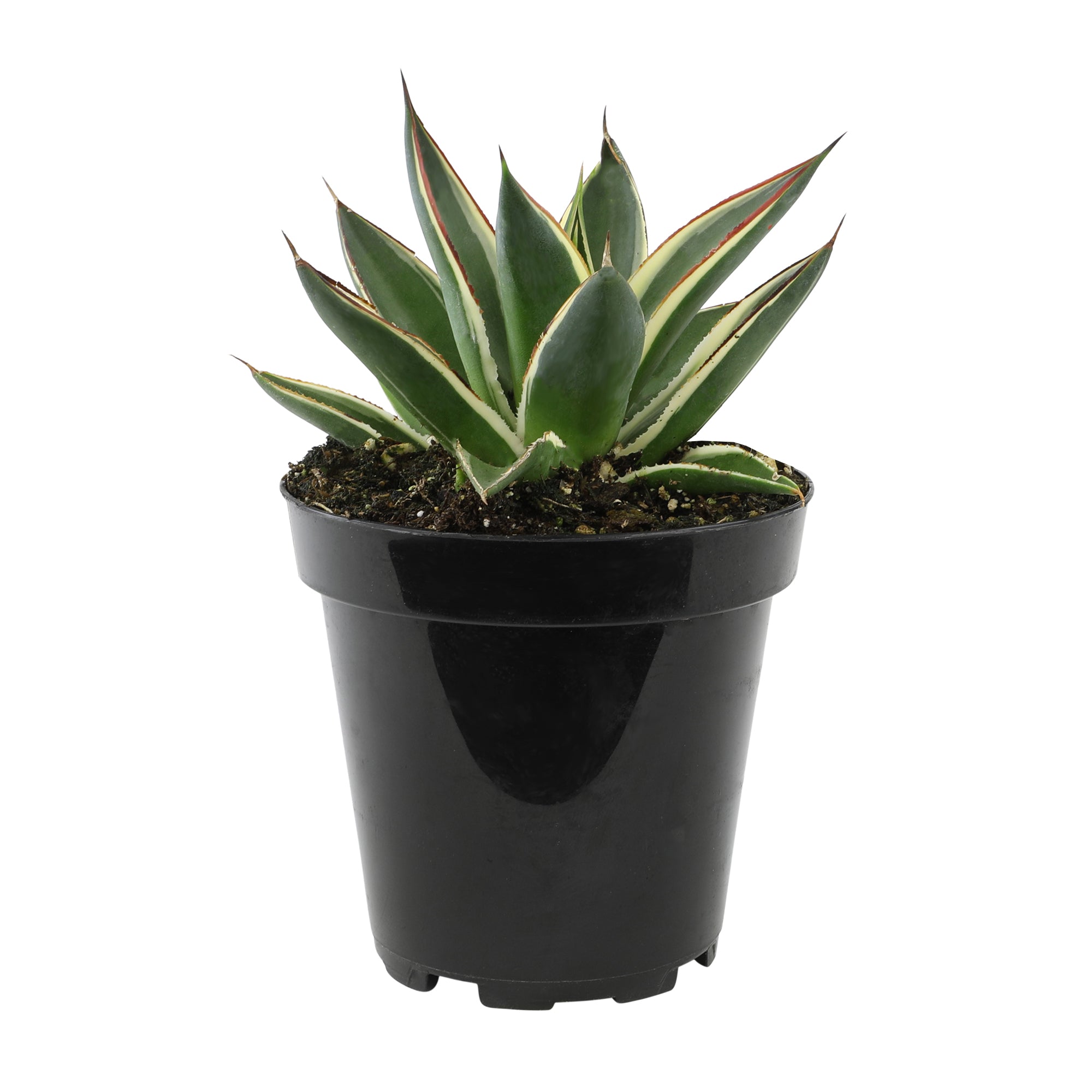 Altman Plants Rare Agave 'Snowglow', Premium Exotic Succulent & Live Plant, Blue Agave Plant, Exotic Plants & Rare Plants, Live Succulents Plants Live Outdoor Plants, Rare Succulent Plants Live Plants