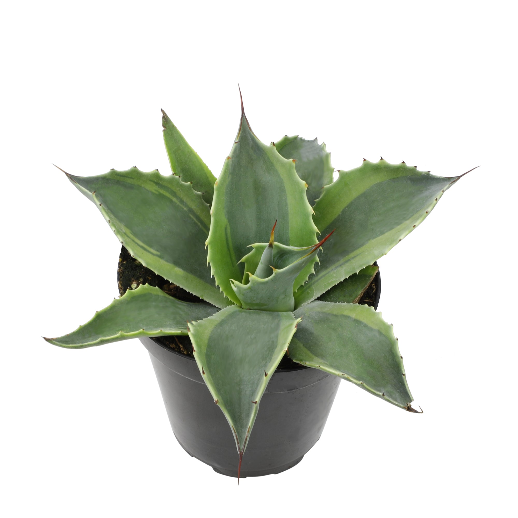Altman Plants Rare Agave ovatifolia 'Orca', Premium Exotic Succulent & Live Plant, Agave Plant Live Succulents Plants Live Outdoor Plants, Exotic Plants & Rare Plants Rare Succulent Plants Live Plants