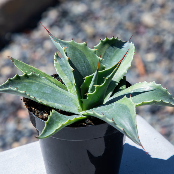 アガベ Agave ovatifolia variegated 'ORCA' 143 Agave ovatifolia 'Orca' - Variegated Whale's Tongue – Happy