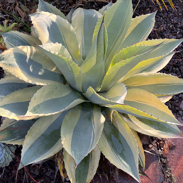 アガベ Agave ovatifolia 'Killer' 206 Agave ovatifolia 'Killer' | Killer Whale Tongue Century Plant