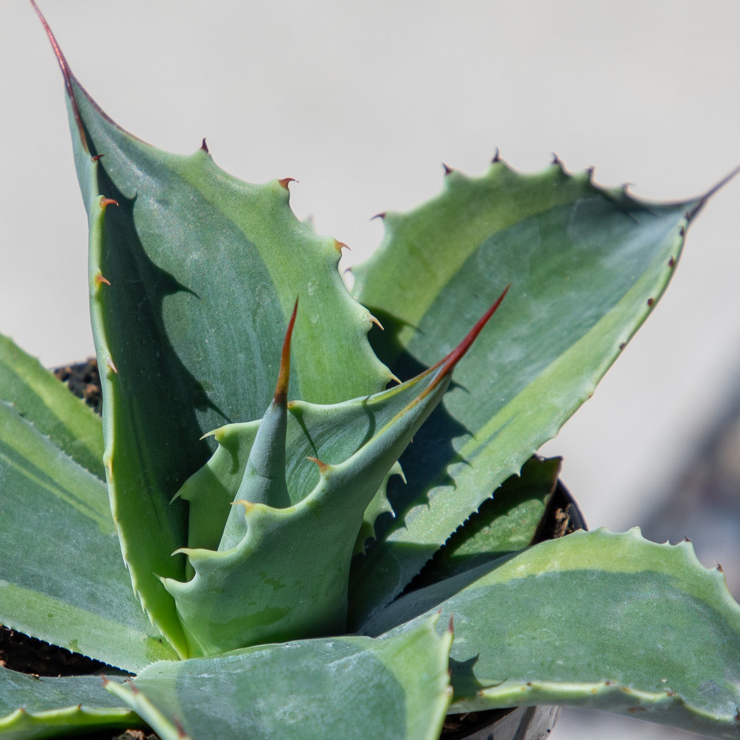 Altman Plants Rare Agave ovatifolia 'Orca', Premium Exotic Succulent & Live Plant, Agave Plant Live Succulents Plants Live Outdoor Plants, Exotic Plants & Rare Plants Rare Succulent Plants Live Plants