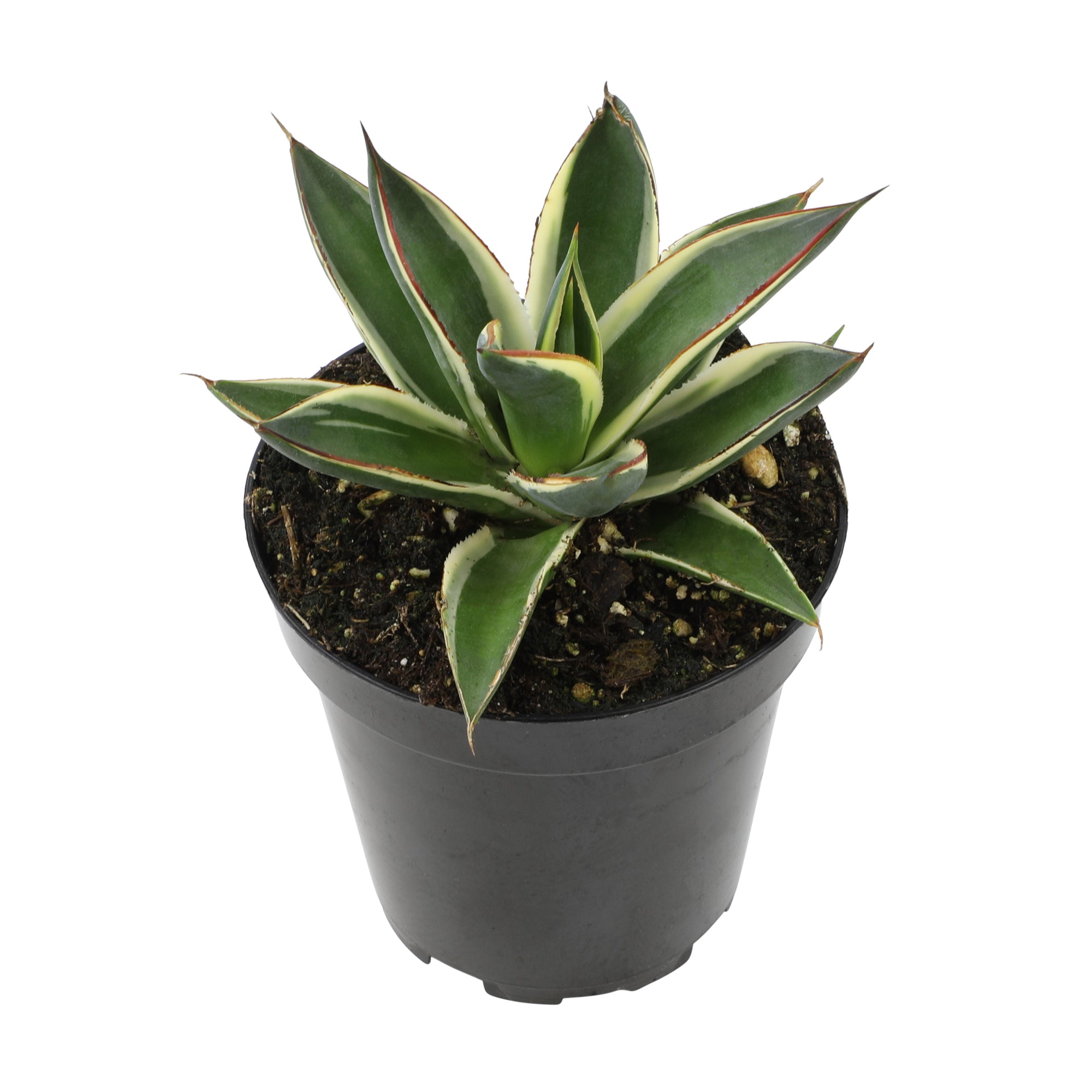 Rare Agave Snow Glow: Variegated Agave Succulent Plant – Unique Plants & Rare Succulents – (3.5” Pot) – Grows Up To 2ft Tall – Hybrid Succulent – Uncommon Collector Plant