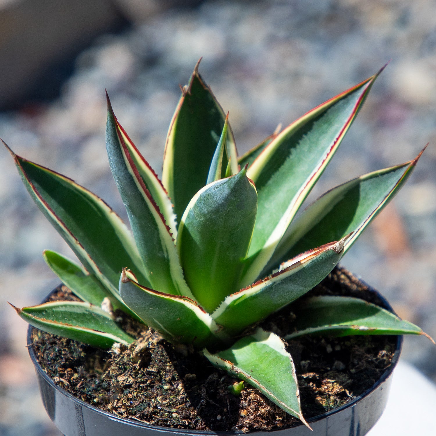 Rare Agave Snow Glow: Variegated Agave Succulent Plant – Unique Plants & Rare Succulents – (3.5” Pot) – Grows Up To 2ft Tall – Hybrid Succulent – Uncommon Collector Plant