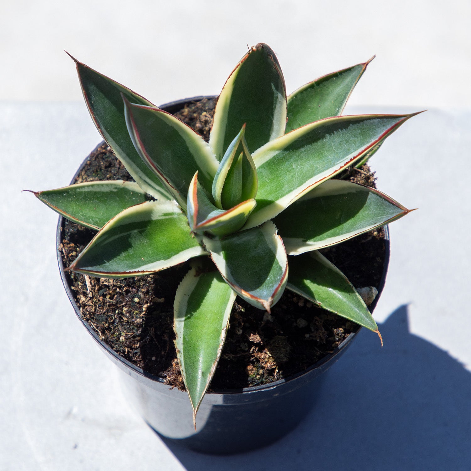 Rare Agave Snow Glow: Variegated Agave Succulent Plant – Unique Plants & Rare Succulents – (3.5” Pot) – Grows Up To 2ft Tall – Hybrid Succulent – Uncommon Collector Plant