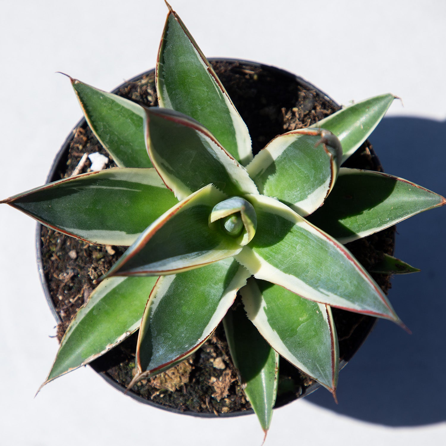 Rare Agave Snow Glow: Variegated Agave Succulent Plant – Unique Plants & Rare Succulents – (3.5” Pot) – Grows Up To 2ft Tall – Hybrid Succulent – Uncommon Collector Plant