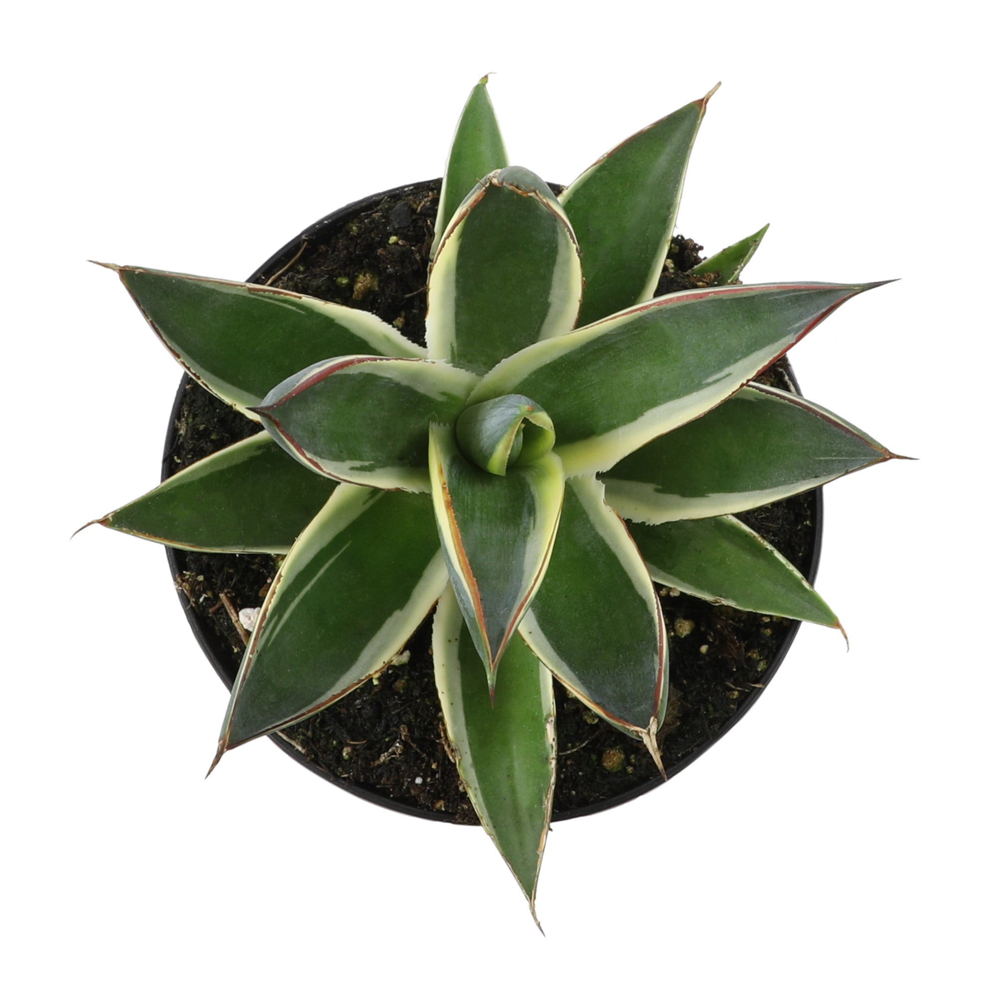 Rare Agave Snow Glow: Variegated Agave Succulent Plant – Unique Plants & Rare Succulents – (3.5” Pot) – Grows Up To 2ft Tall – Hybrid Succulent – Uncommon Collector Plant