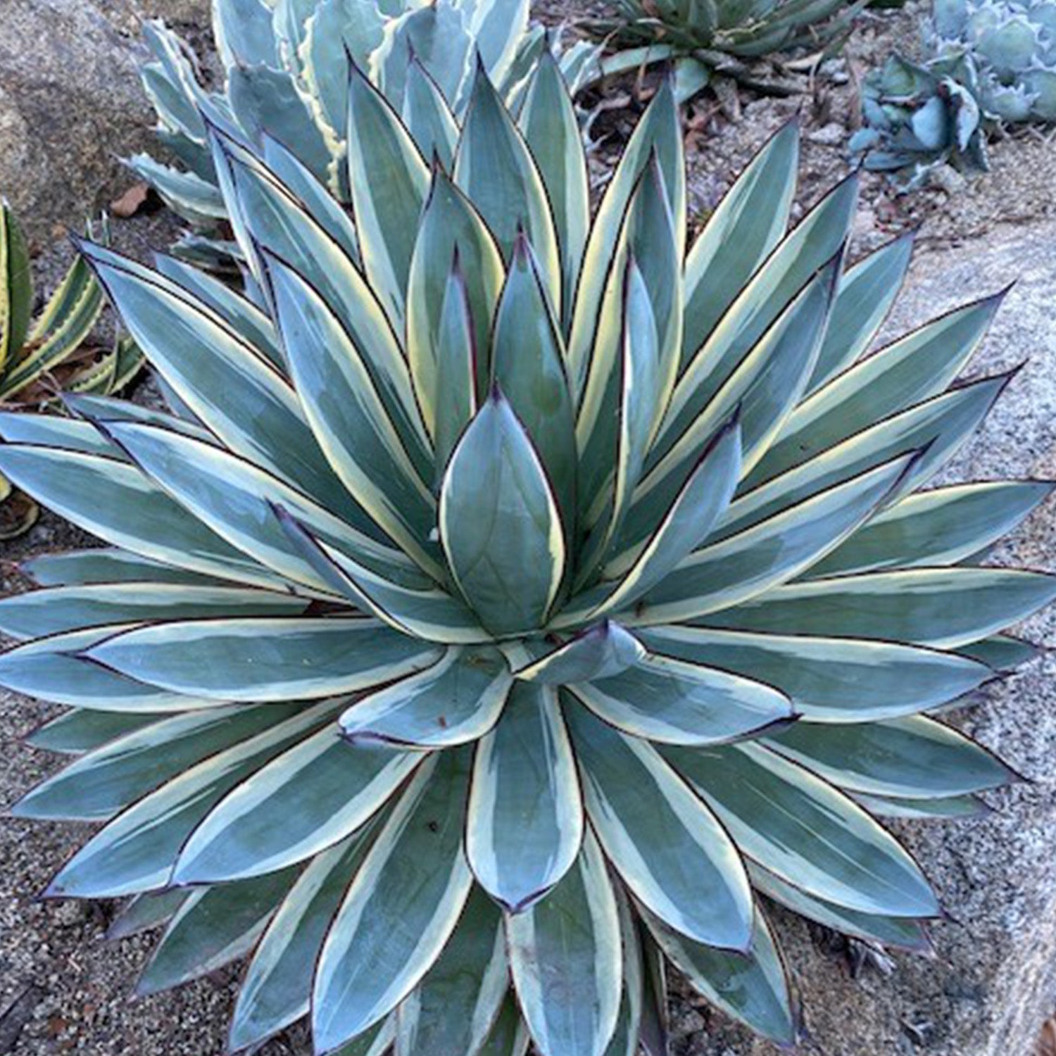 Rare Agave Snow Glow: Variegated Agave Succulent Plant – Unique Plants & Rare Succulents – (3.5” Pot) – Grows Up To 2ft Tall – Hybrid Succulent – Uncommon Collector Plant