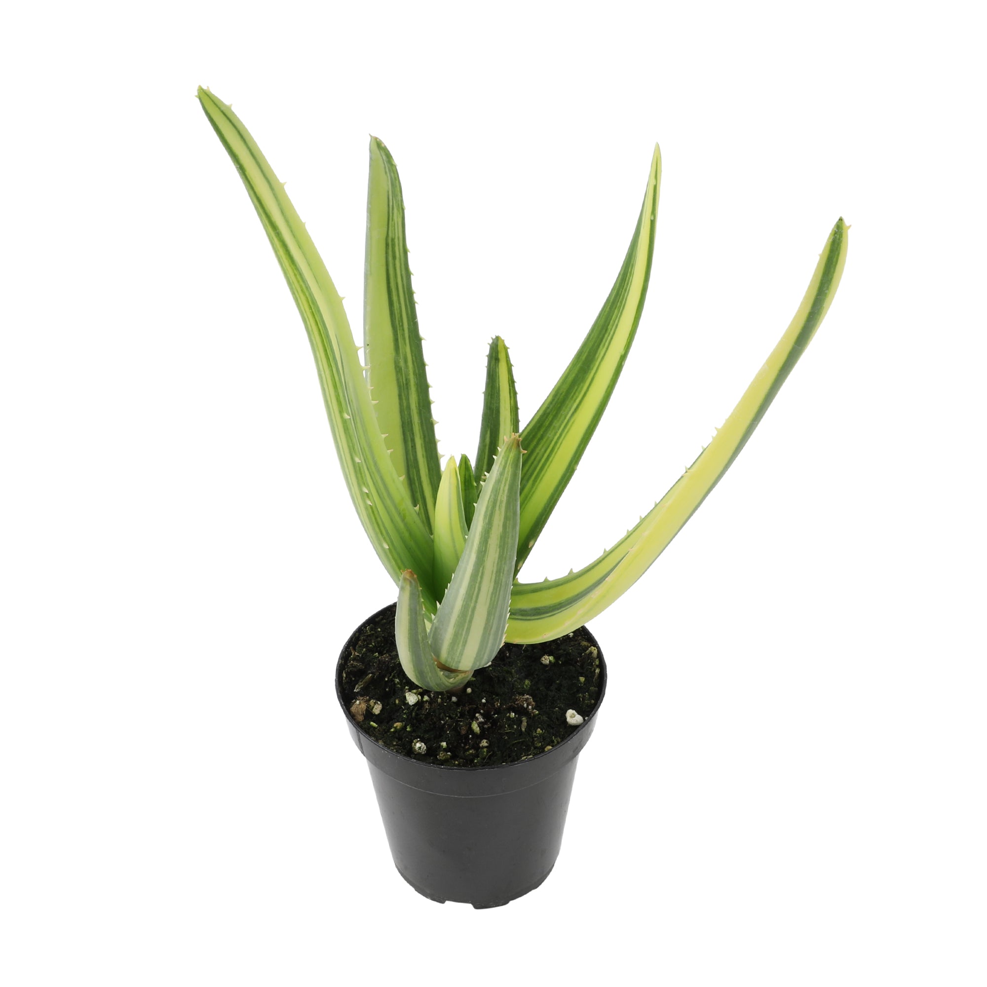 Rare Variegated Aloe Hercules: Tree Aloe Hybrid - Unique Plants & Rare Succulents - (3.5” Pot) – Grows Up To 40ft - Aloe Barberae & Dichotoma Hybrid Aloe - Uncommon Collector Plant