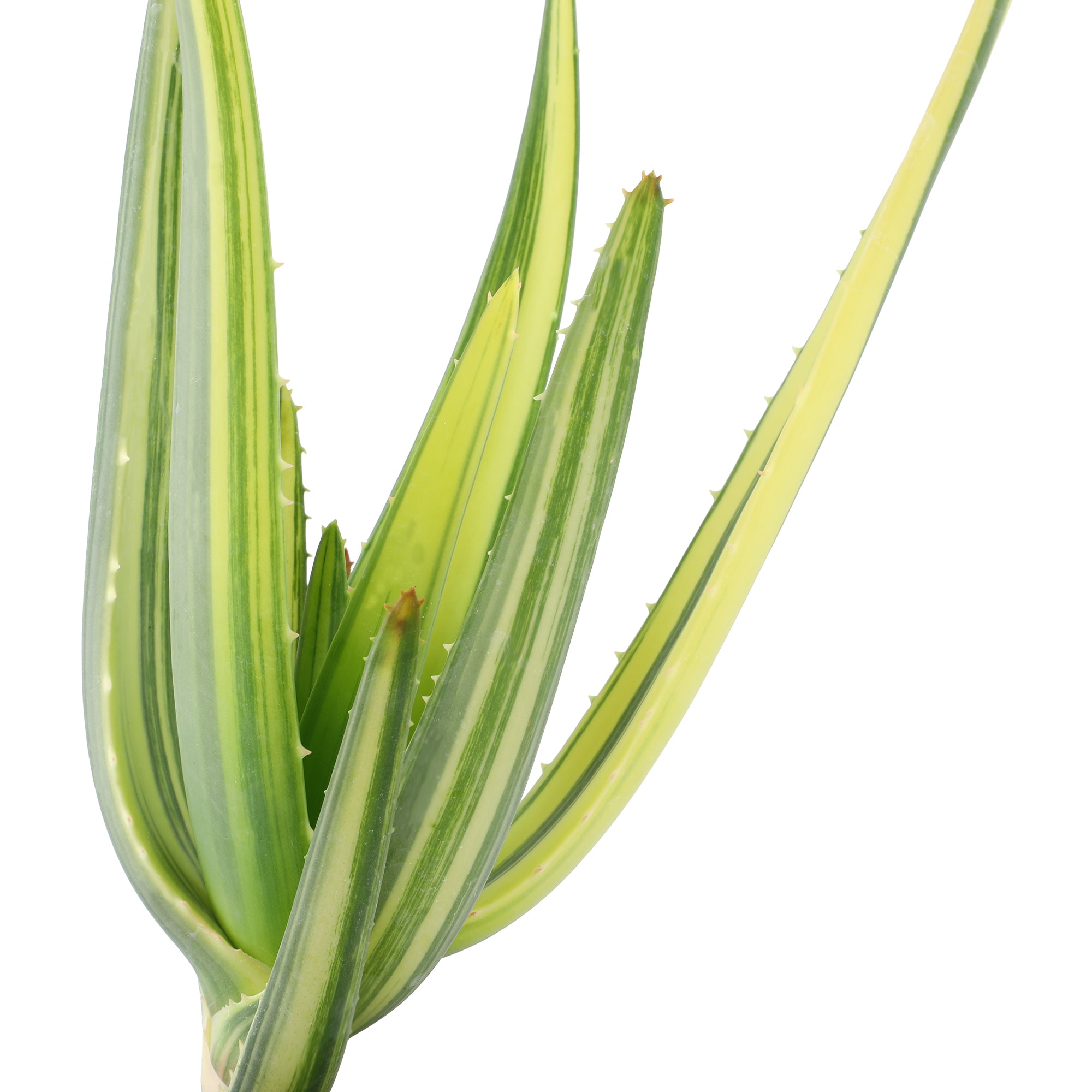 Rare Variegated Aloe Hercules: Tree Aloe Hybrid - Unique Plants & Rare Succulents - (3.5” Pot) – Grows Up To 40ft - Aloe Barberae & Dichotoma Hybrid Aloe - Uncommon Collector Plant