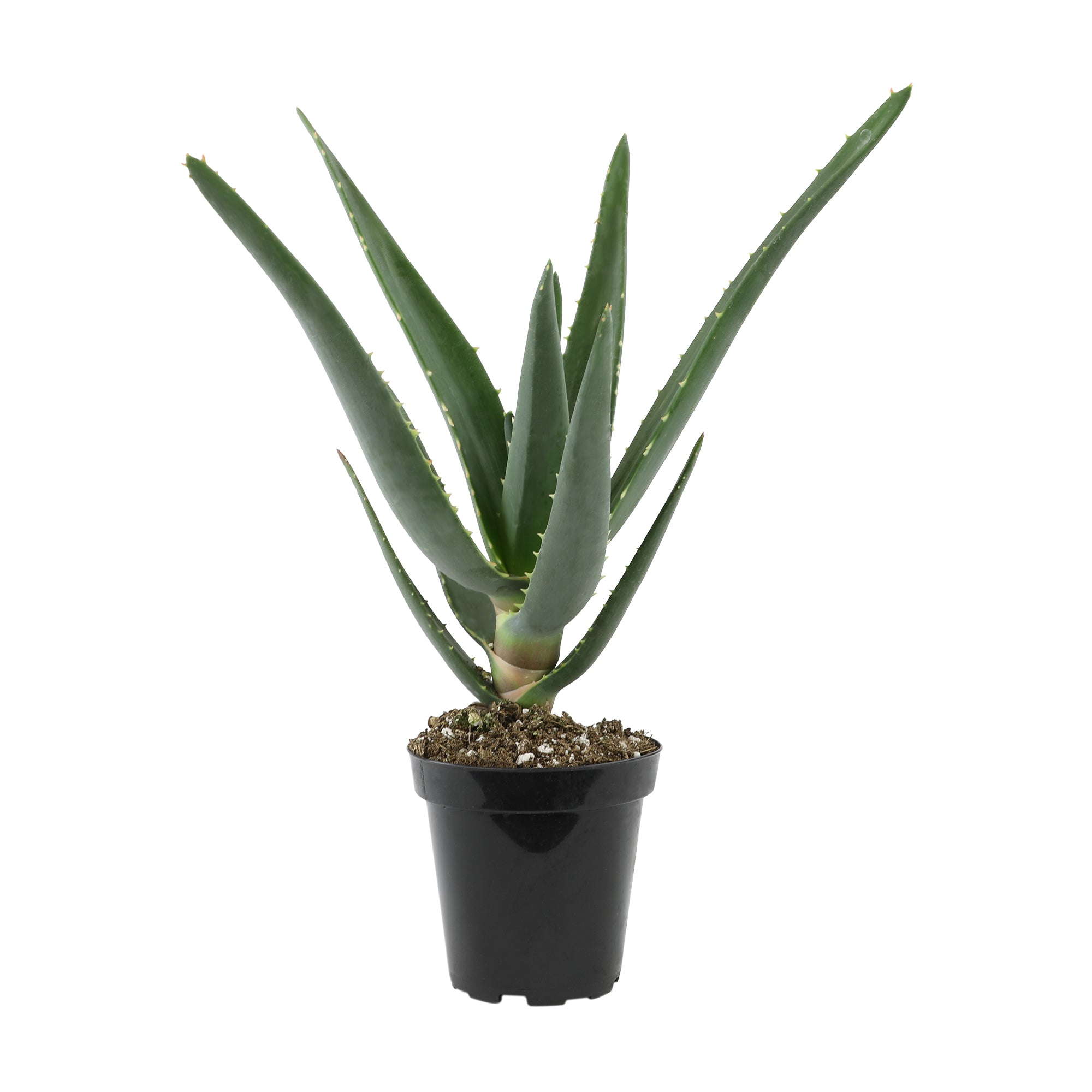 Rare Aloe Hercules: Tree Aloe Hybrid - Unique Plants & Rare Succulents - (3.5” Pot) – Grows Up To 40ft Tall - Hybrid Aloe Succulent - Uncommon Collector Plant