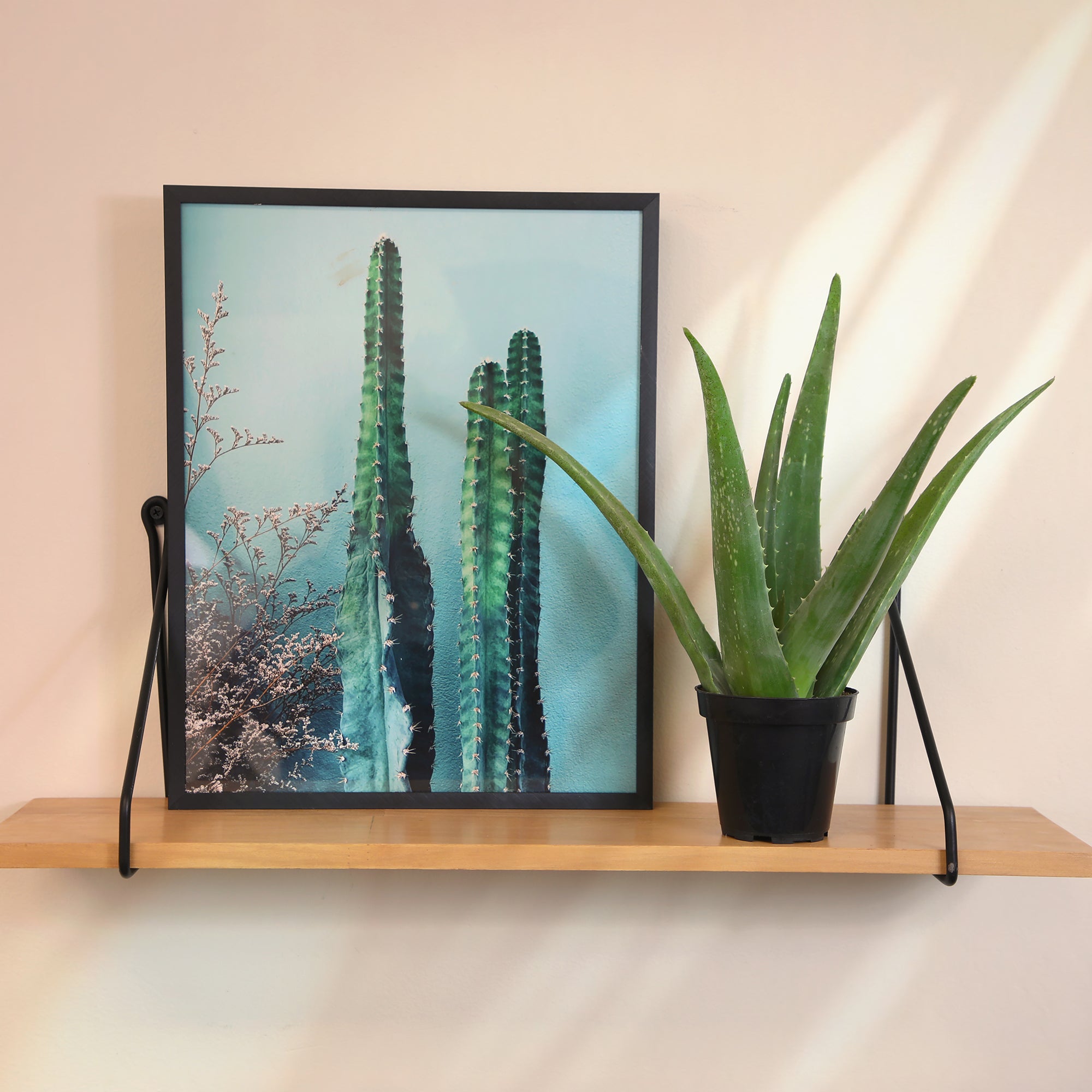 Real Aloe Vera Plant: Easy Succulent to Grow – (3.5” Pot) – Drought Tolerant Succulents – Low-Maintenance Plant Care – Houseplant or Outdoor Plant – Hardy & Great for Beginners