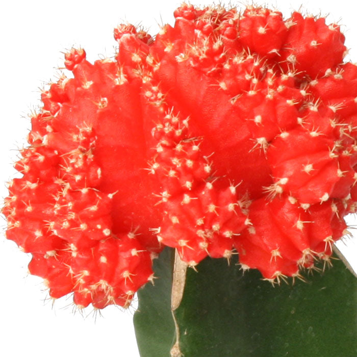 Grafted Cactus 3-pack: Colorful Moon Cacti Mix Pack – Great for Gifting – Easy Plant Care – (3.5” Pots) – Unique Moon Cactus Houseplants