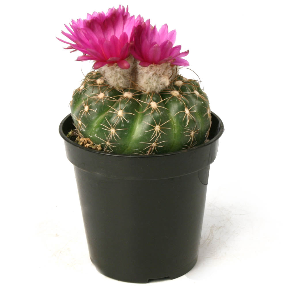 A green cactus in a black nursery pot, featuring two bright pink flowers blooming from the top.